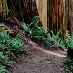 dirt path lined with green ferns and surrounded by tall trees