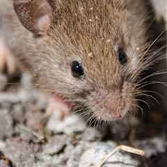 Mouse on concrete floor