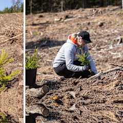  PAROC komanda pušų ir eglaičių sodinukais apsodino 1,2 ha plotą