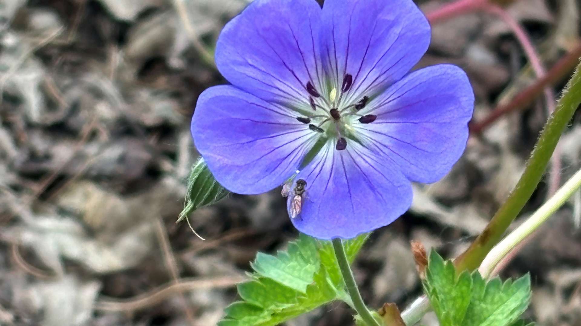 Purple wildflower with delicate petals and green leaves, featuring a small insect on one petal.
