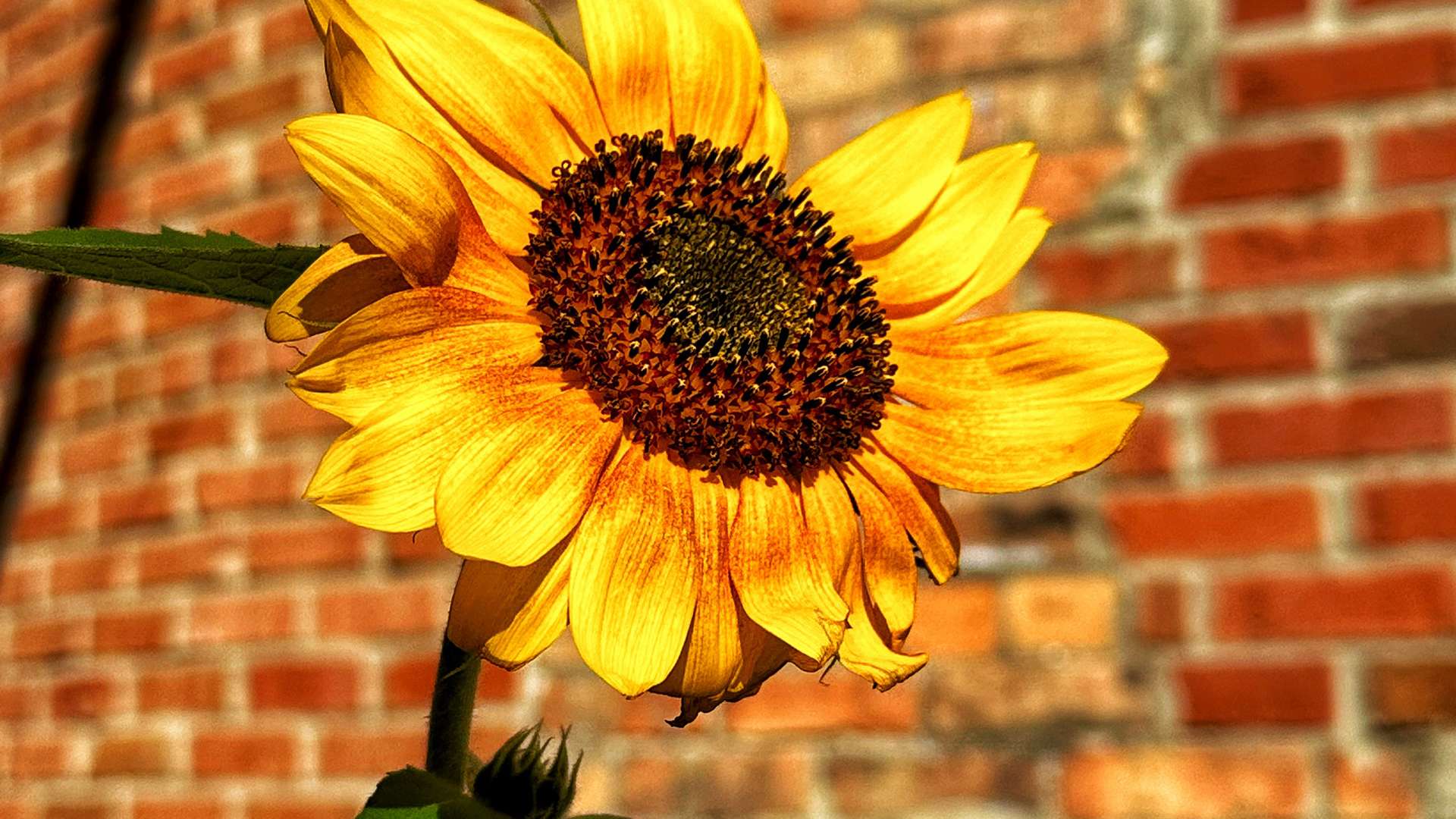   Bright yellow sunflower in full bloom against a rustic red brick wall background.
