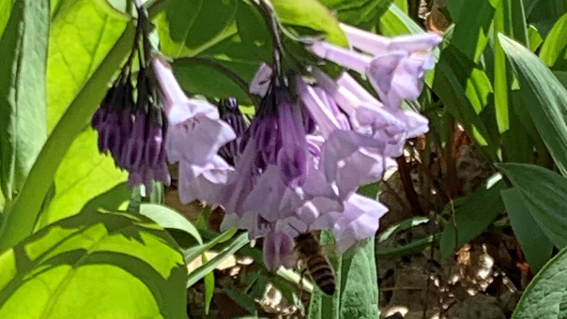 Bee collecting nectar from cluster of light purple bell-shaped flowers surrounded by green leaves in sunlight.