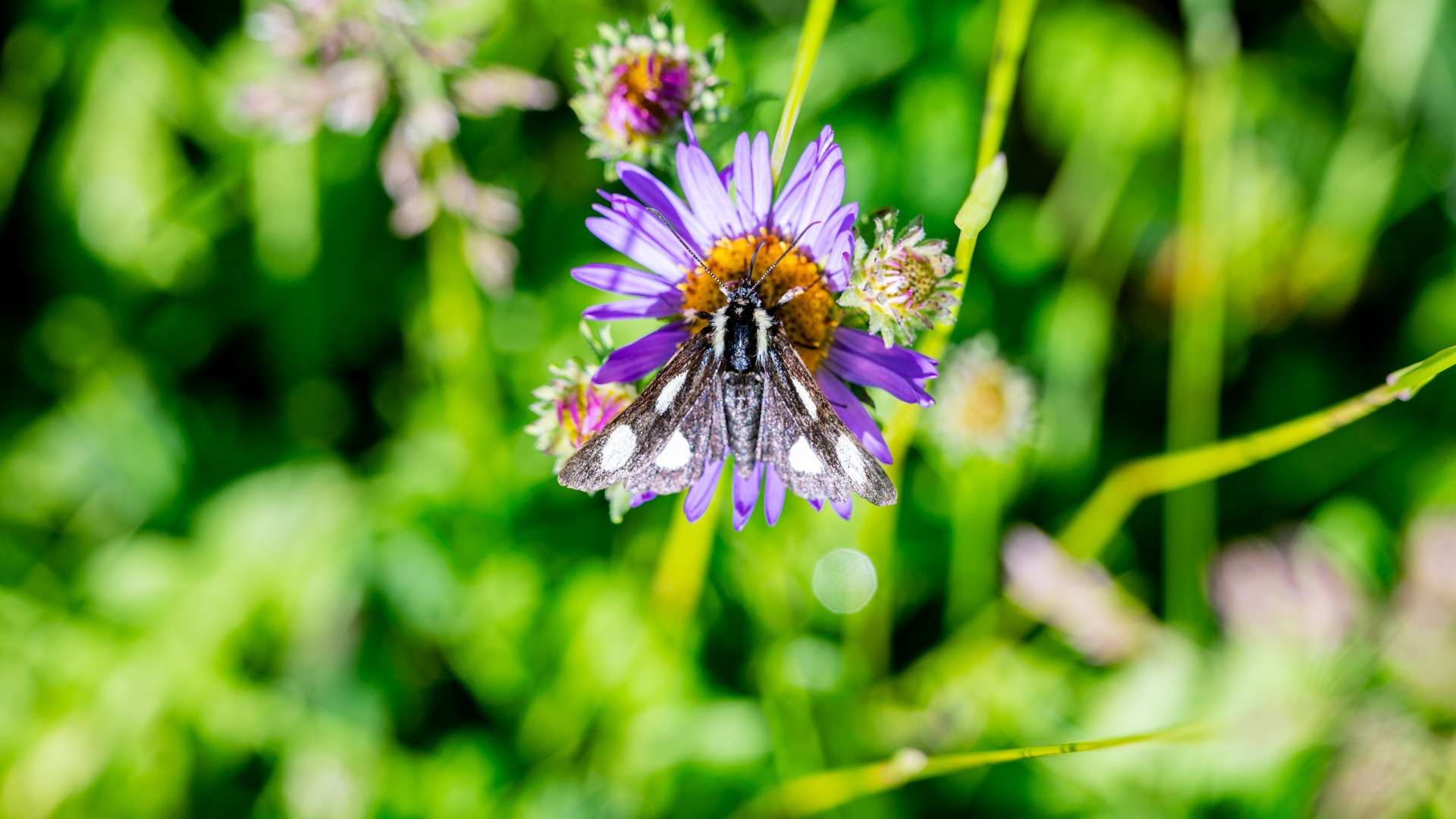   Close-up of a black-and-white butterfly perched on a purple wildflower with a yellow center against a blurred green background.