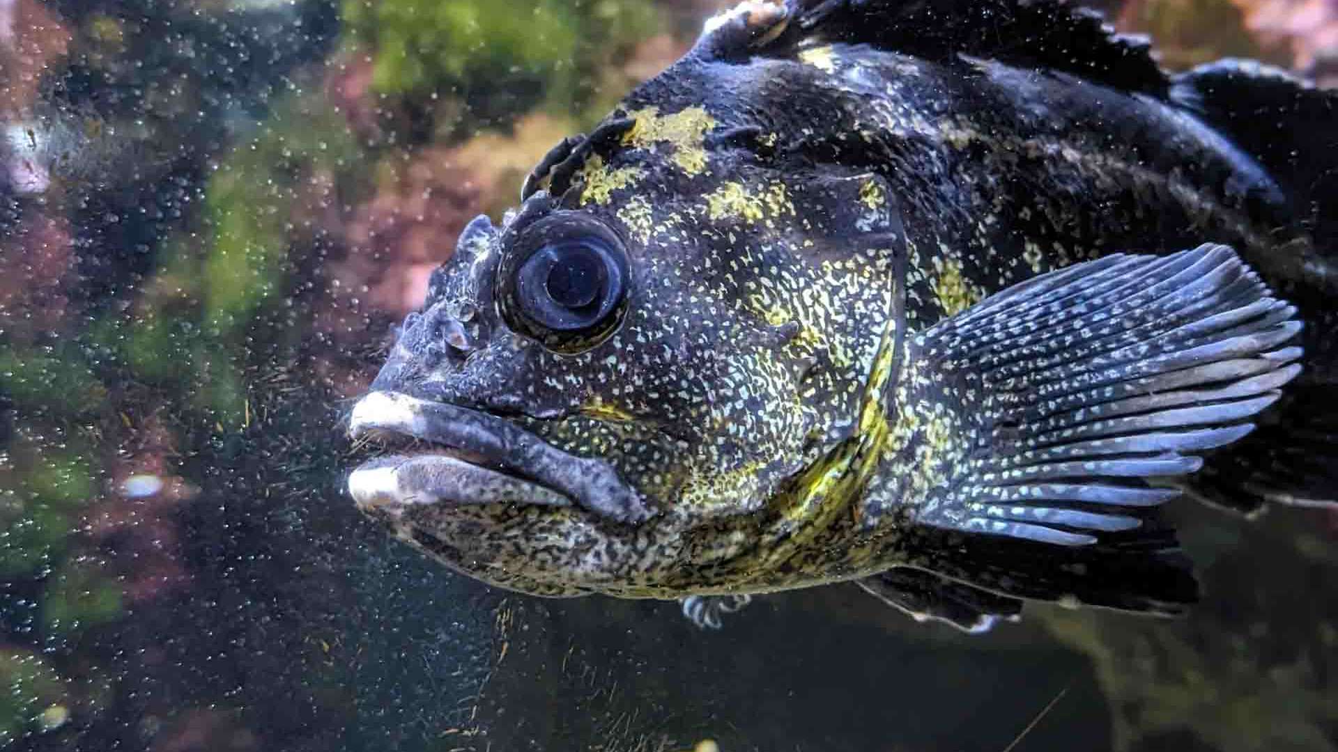Close-up of a dark-colored fish with speckled yellow markings and large fins swimming in an aquarium with blurred plants in the background.