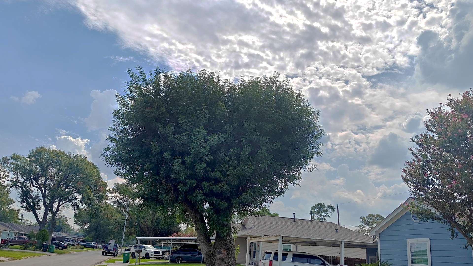 Residential street with a large tree in the foreground, houses and parked cars under a partly cloudy sky with bright sunlight.