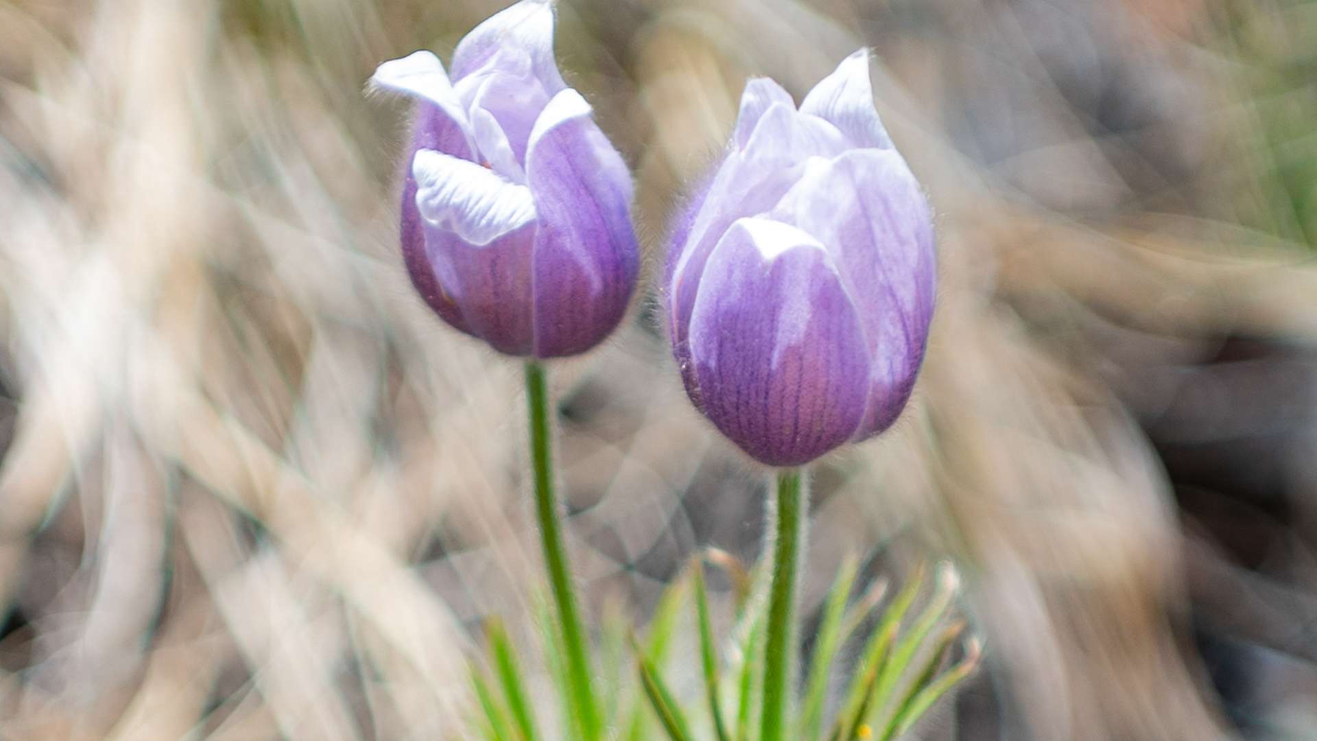 Two purple pasque flowers with fuzzy petals and green stems against a blurred natural background.