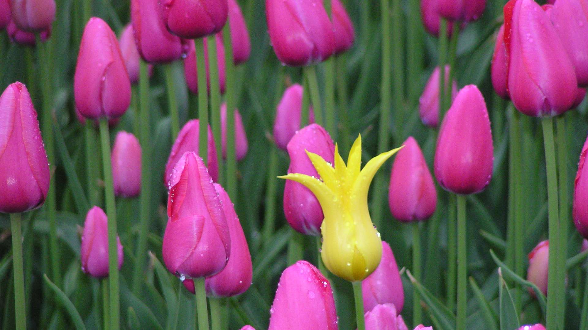 Single yellow tulip among pink tulips in a green field.