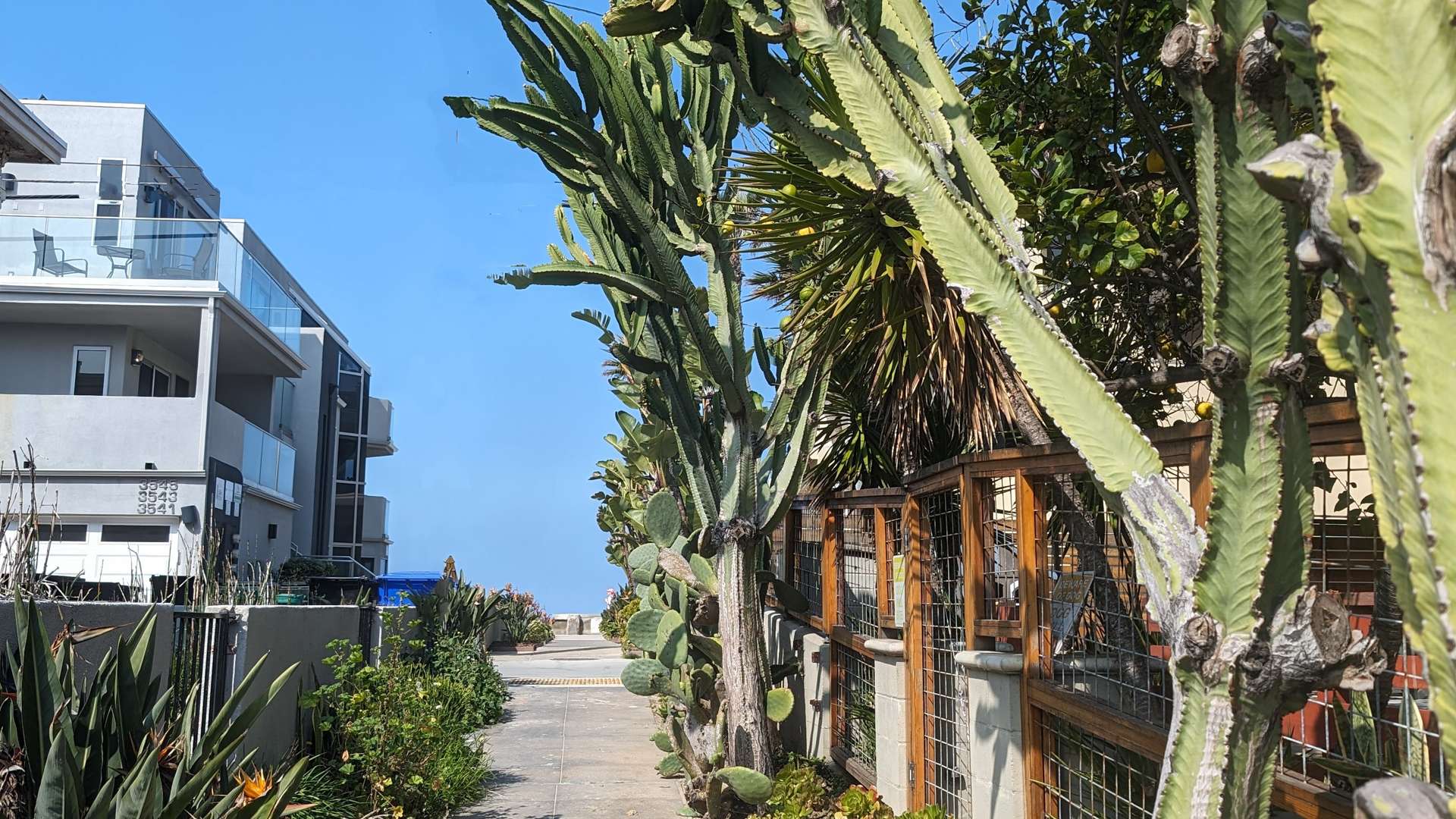Sunny walkway lined with tall cacti and tropical plants beside modern houses, leading toward a view of the ocean.