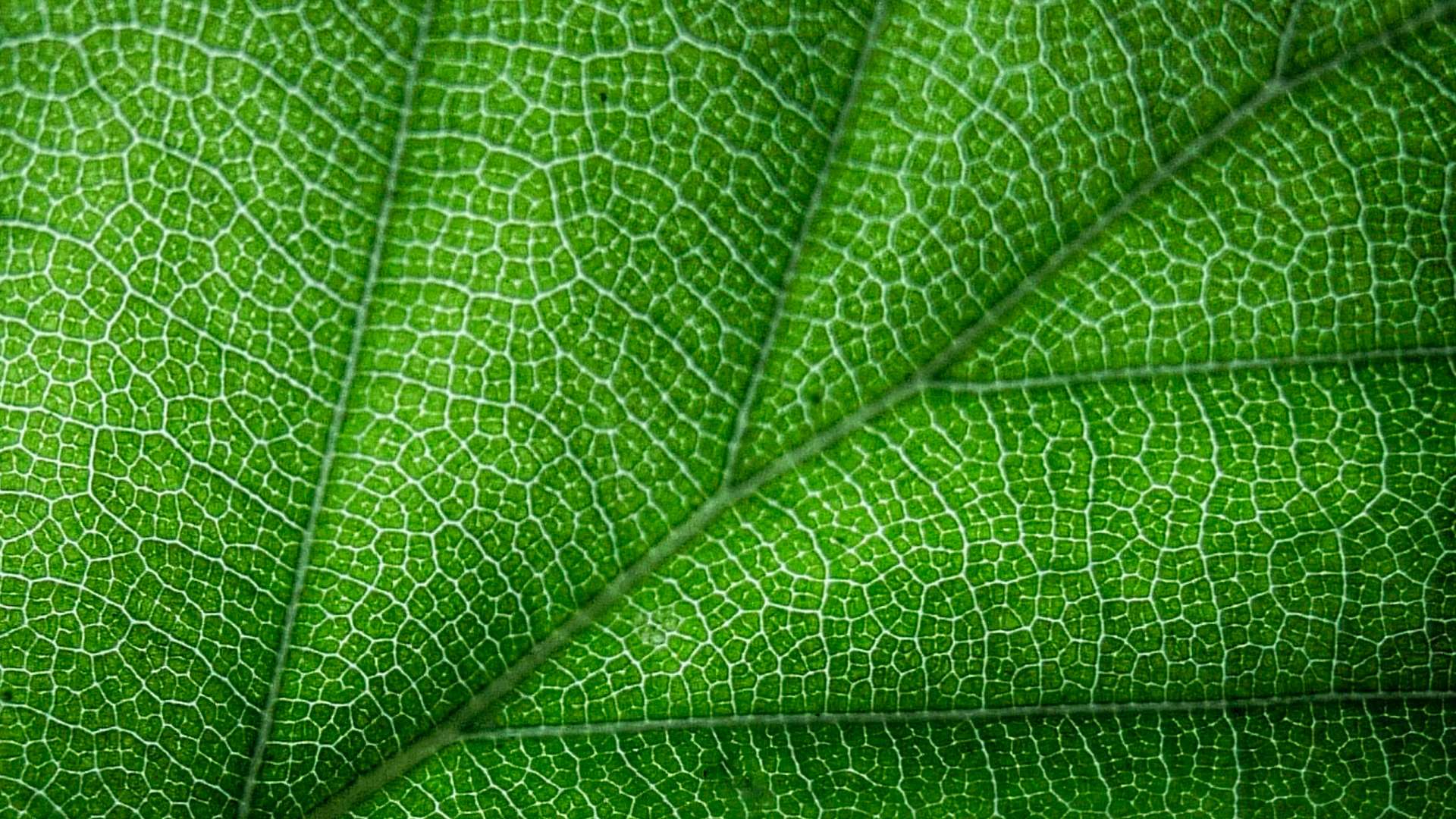 Macro shot of a vibrant green leaf showing detailed vein patterns and natural texture.