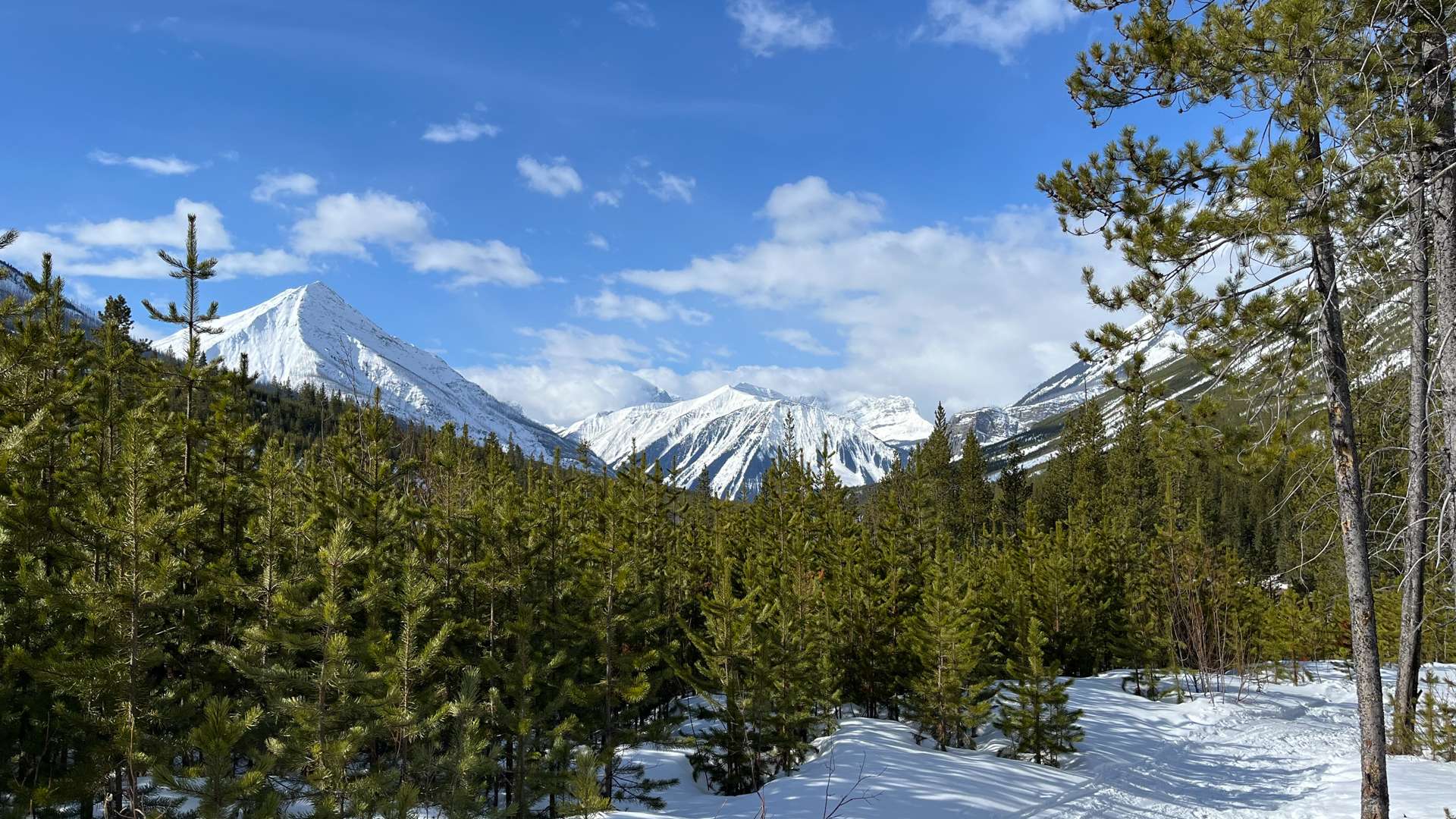 Snow-covered pine forest with distant mountain peaks under a bright blue sky with scattered clouds.