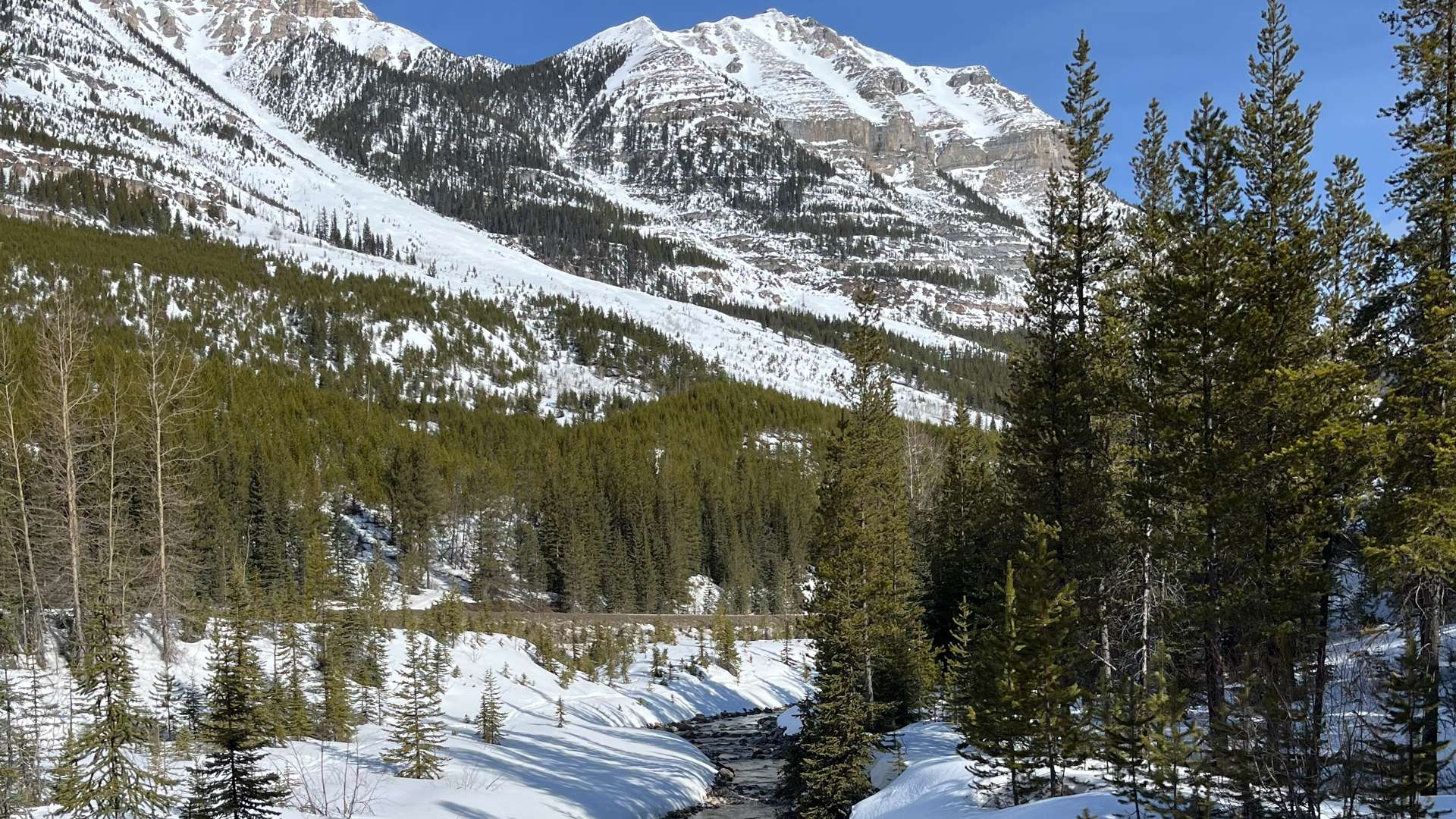 Snow-covered mountain range with a winding stream and evergreen forest under a clear blue sky.