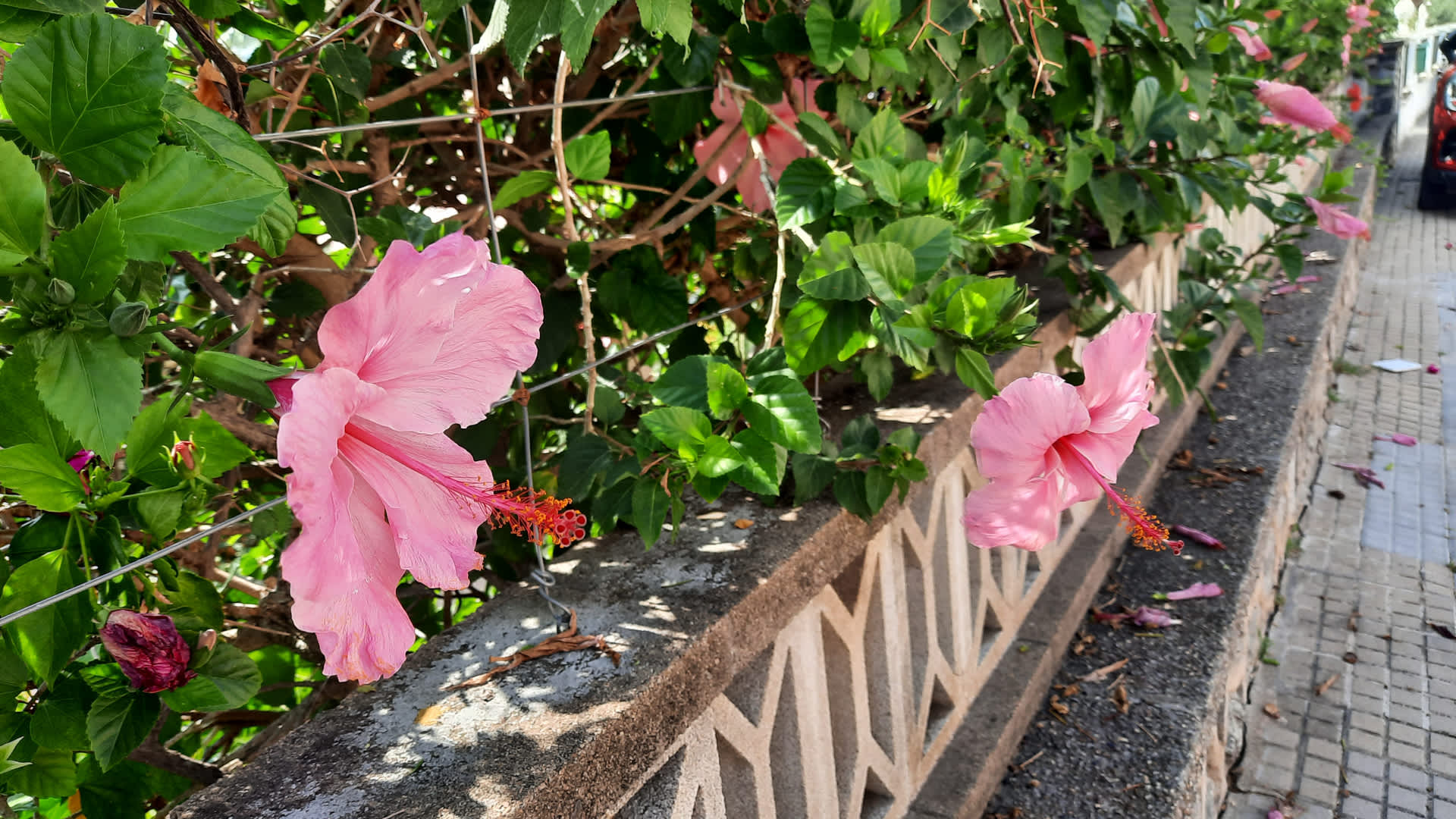 Pink hibiscus flowers blooming along a green hedge beside a stone wall and sidewalk in bright daylight.