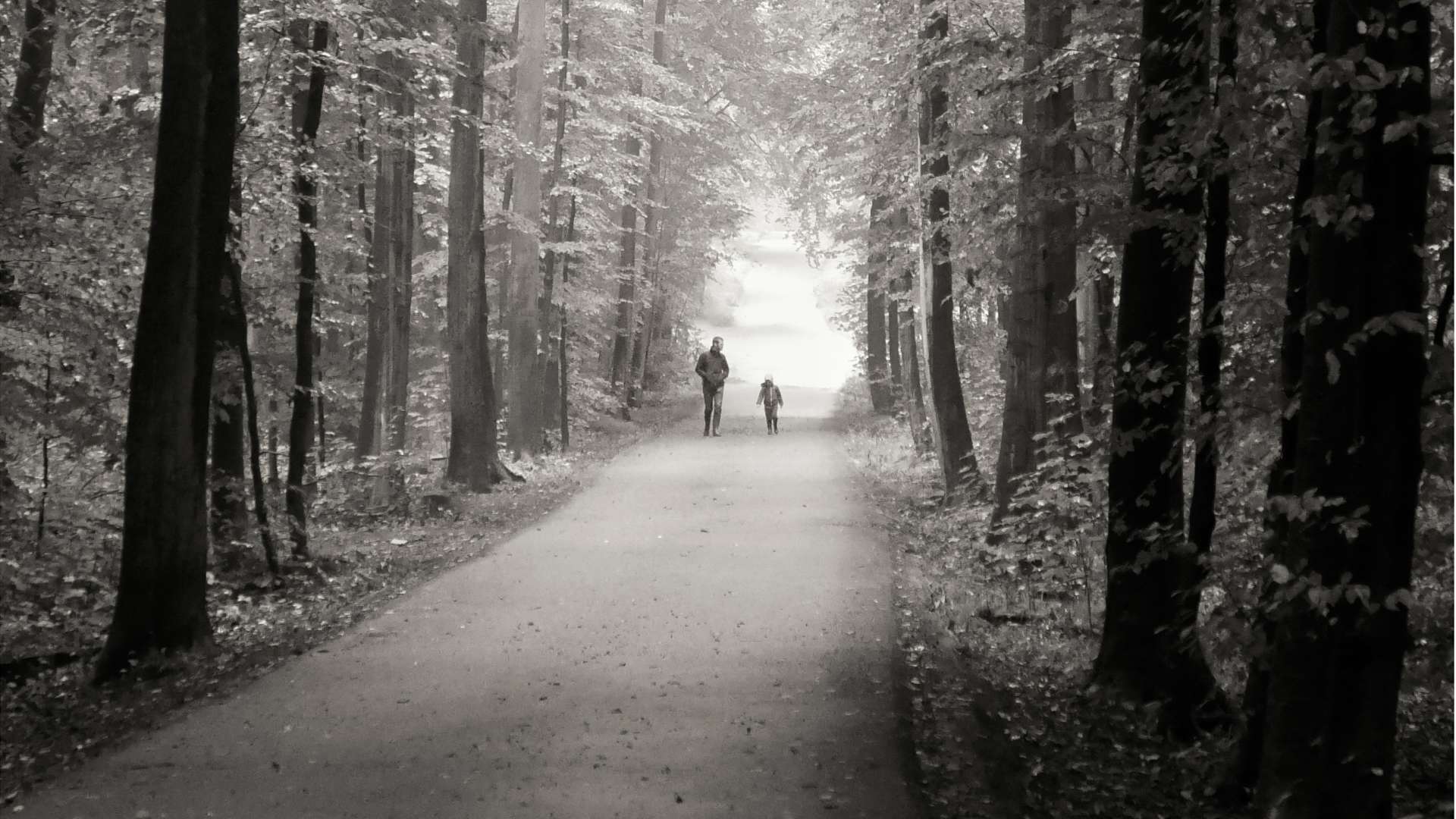 Two people walking along a paved path through a dense forest of tall trees, with soft light filtering through the canopy and the trail leading into the distance.