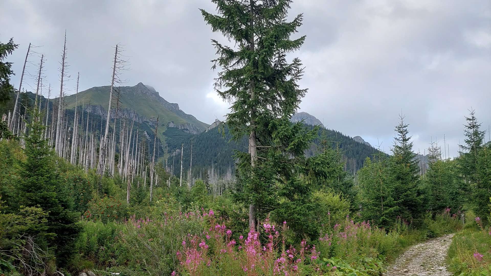 Mountain trail through dense green forest with pink wildflowers, rocky stream, and tall peaks under cloudy sky.