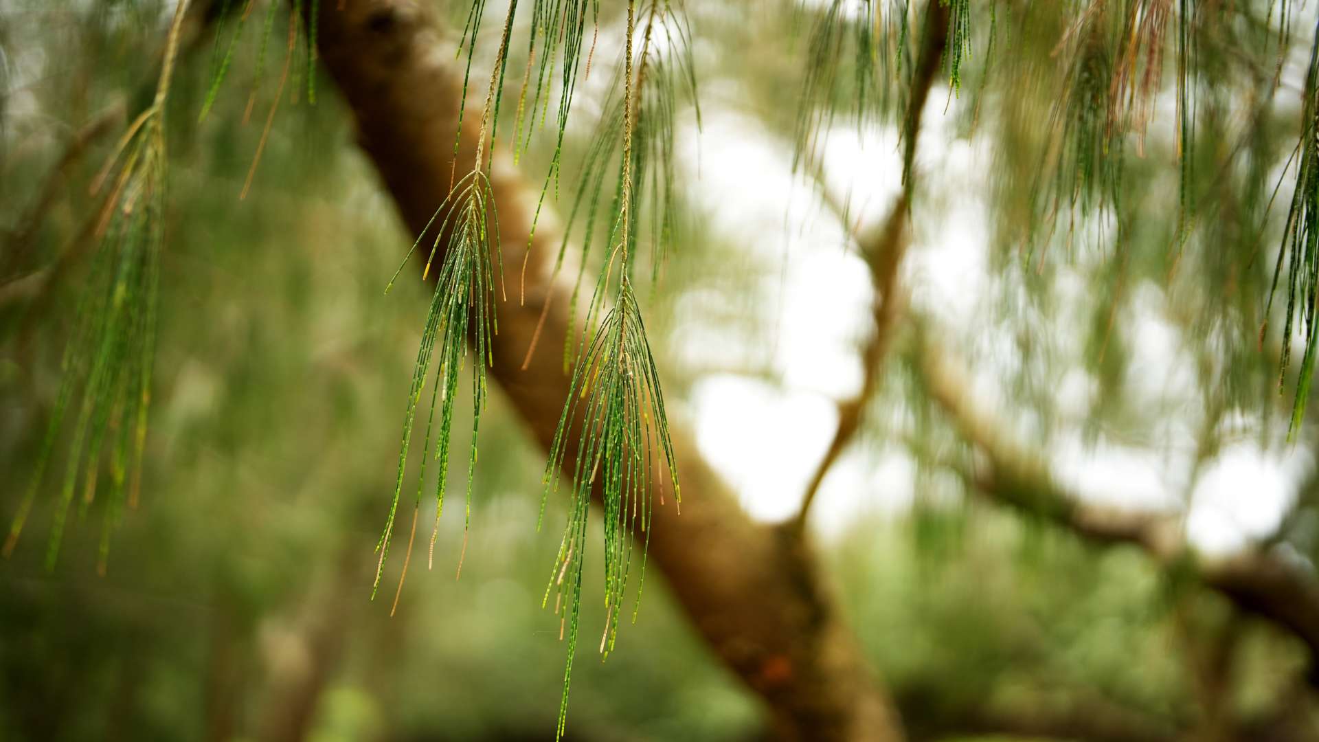  Close-up of thin green pine-like needles hanging from a tree branch in a blurred forest background. 