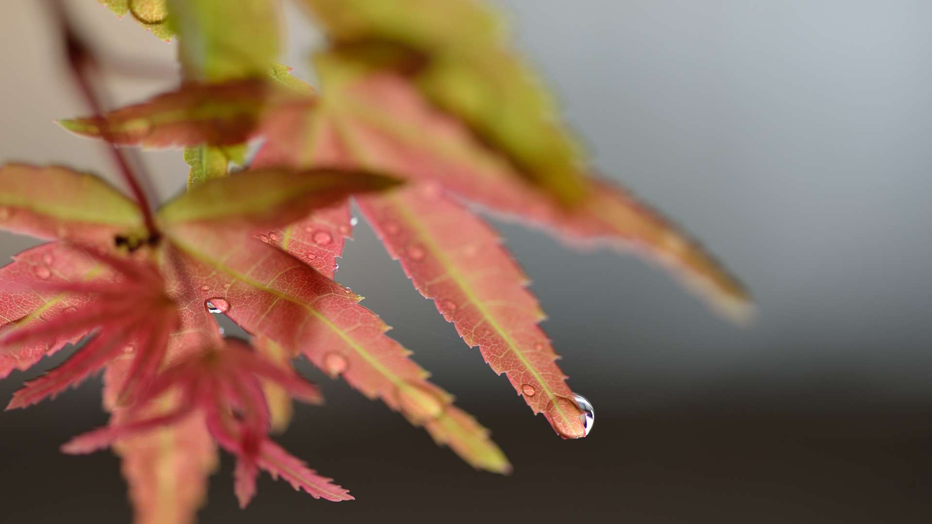 Close-up of red and green maple leaves with water droplets and a single droplet hanging from the tip, against a blurred background.