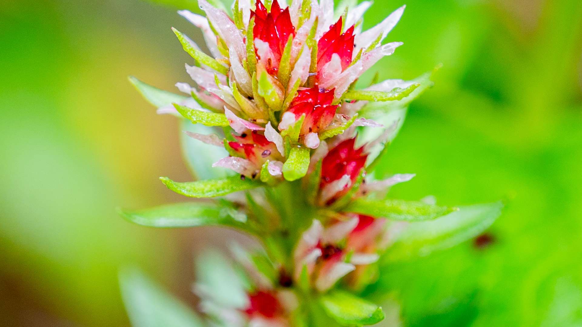 Close-up of a vibrant red and pink wildflower with pointed petals and green leaves against a blurred green background.