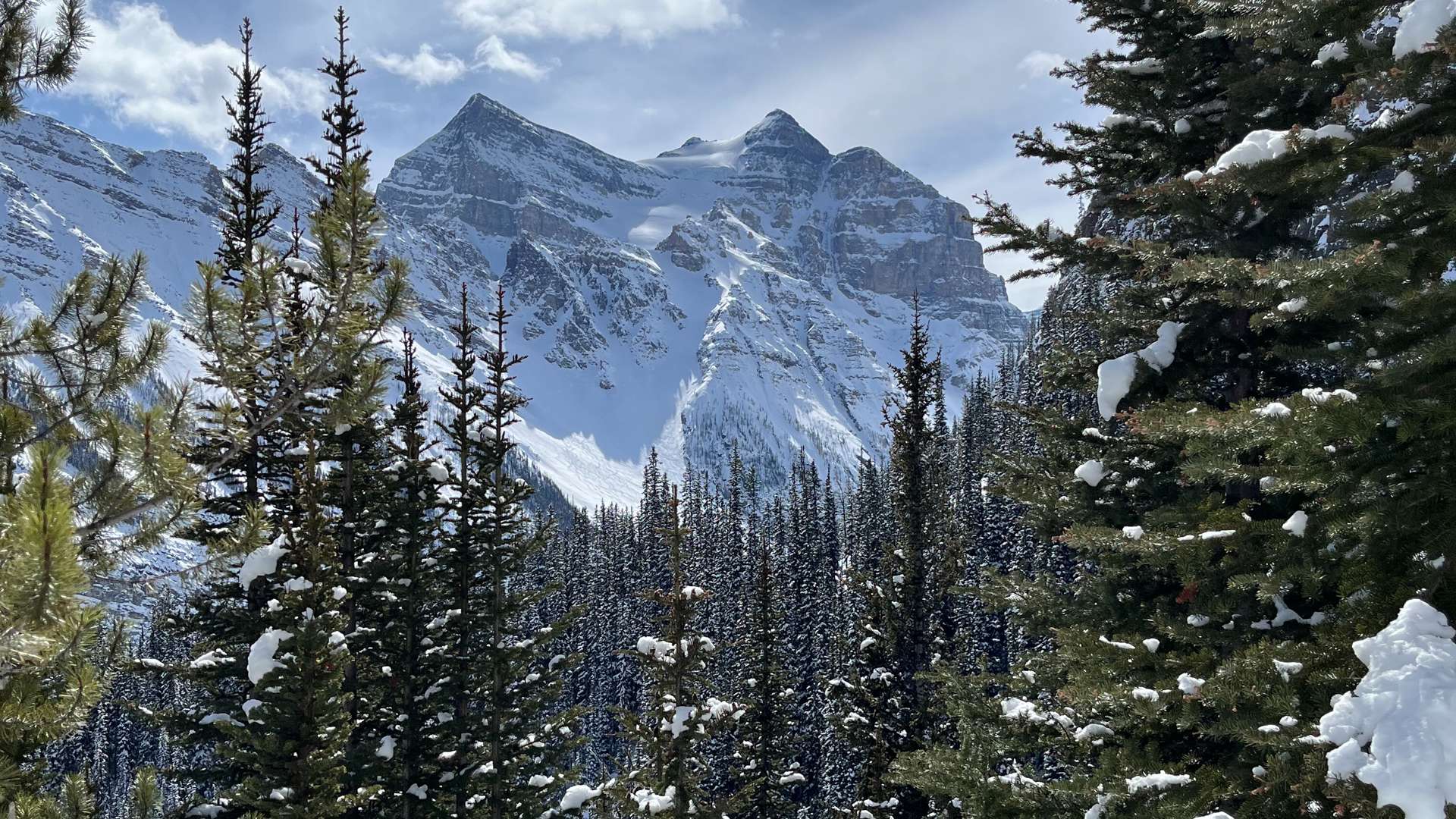 Snow-covered mountain peaks framed by tall evergreen trees in a winter forest under a partly cloudy blue sky.