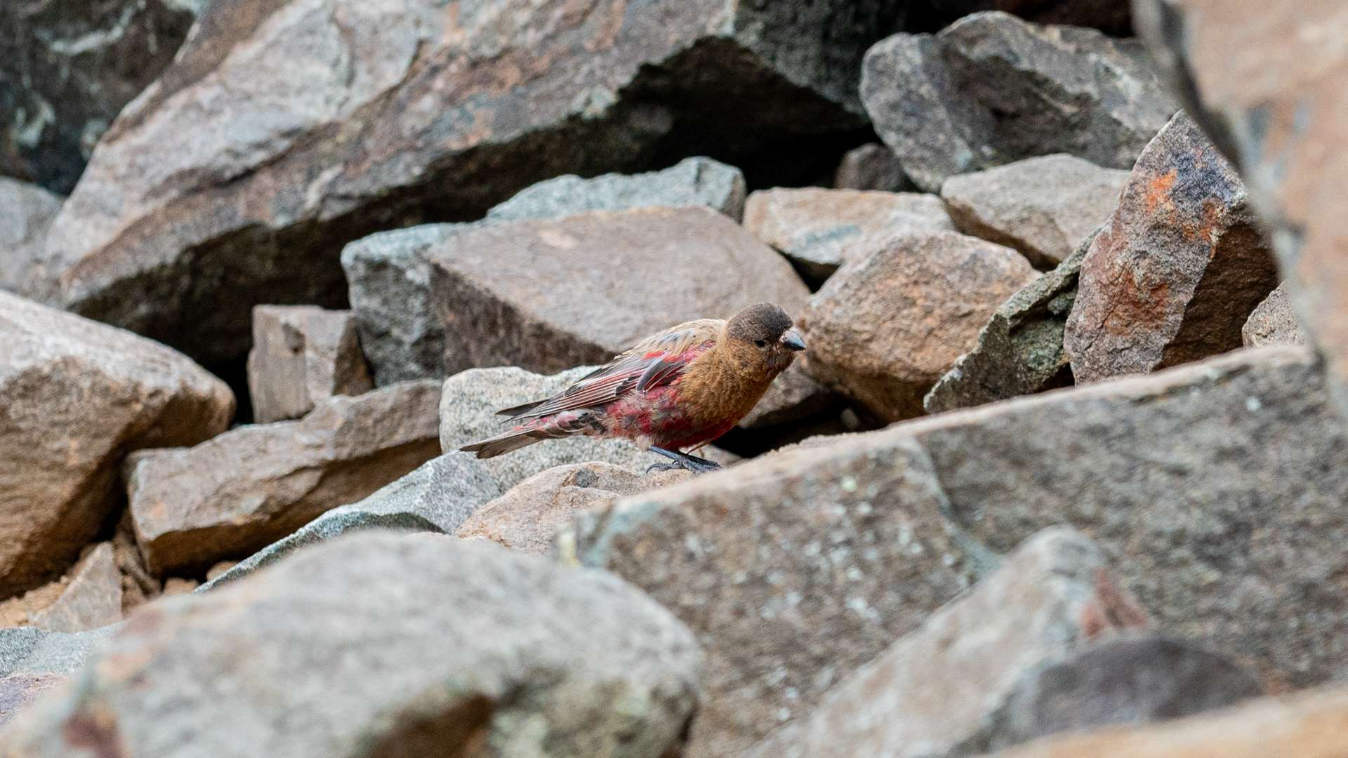 A brown and red bird sitting on a pile of small and large rocks.