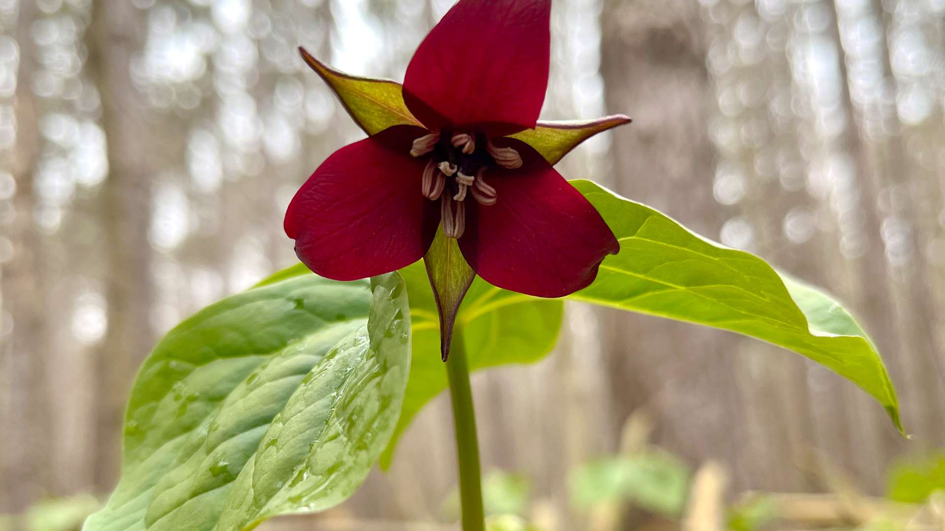 Close-up of a deep red trillium flower with three petals and green leaves in a forest setting.