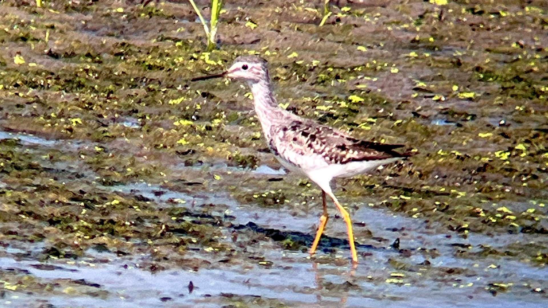   Shorebird with long legs and speckled feathers wading in shallow water on a muddy, grassy wetland.