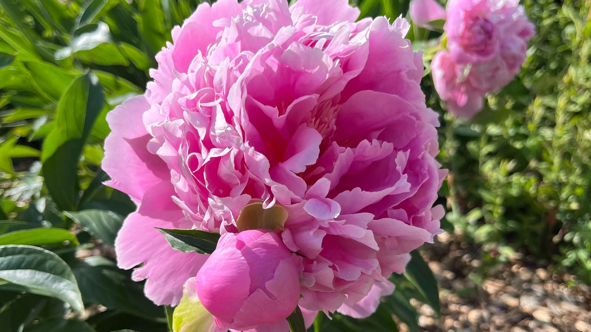 Close-up of a vibrant pink peony flower in full bloom with ruffled petals and green foliage in a garden setting.