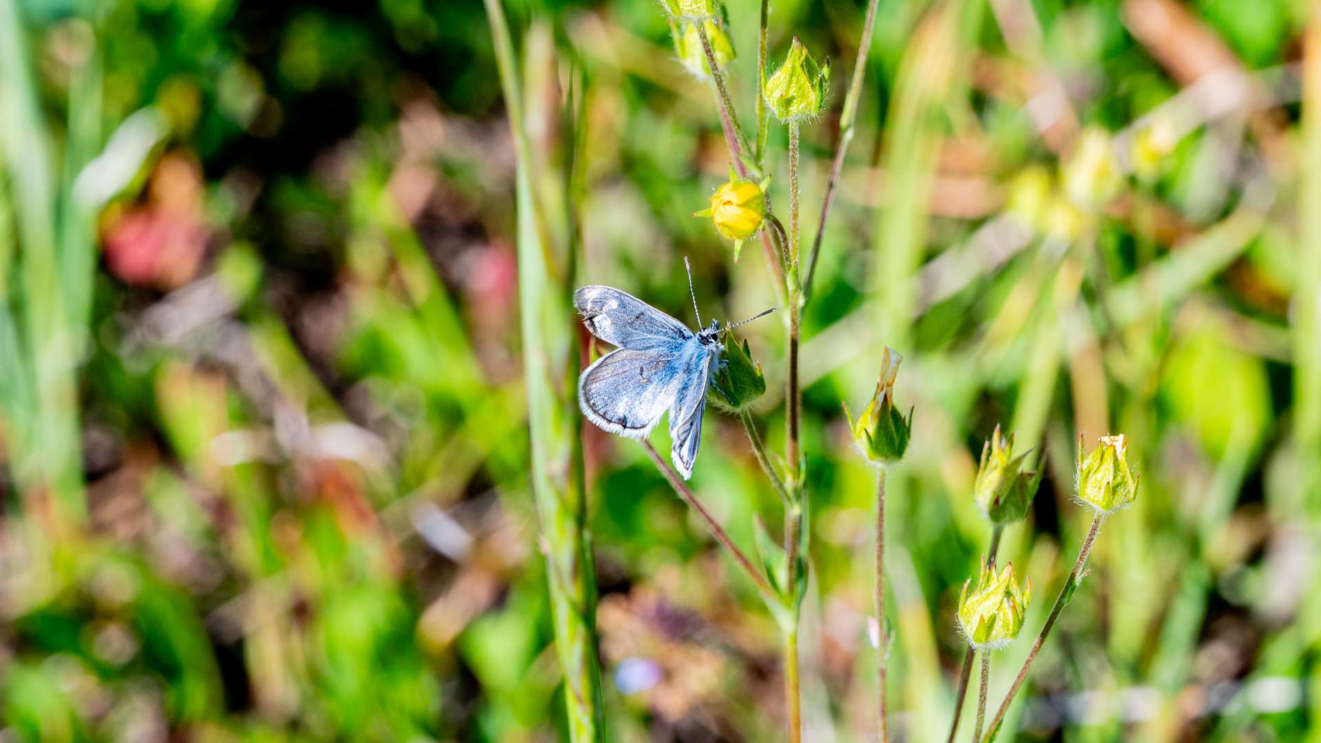 Blue butterfly perched on green plant with yellow buds in a sunlit meadow.