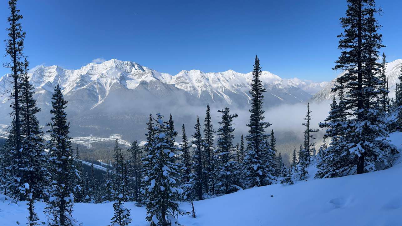 Snow-covered pine trees framing a panoramic view of rugged mountain peaks under a clear blue sky.