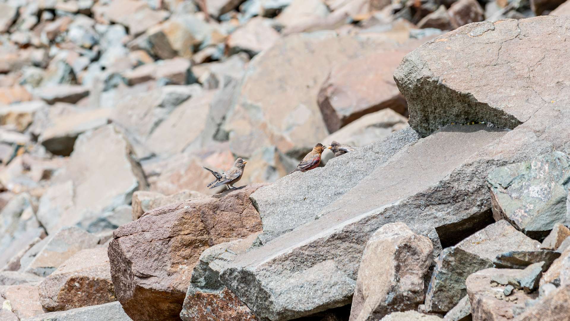 Small birds perched on large rocks in a rocky mountain slope.