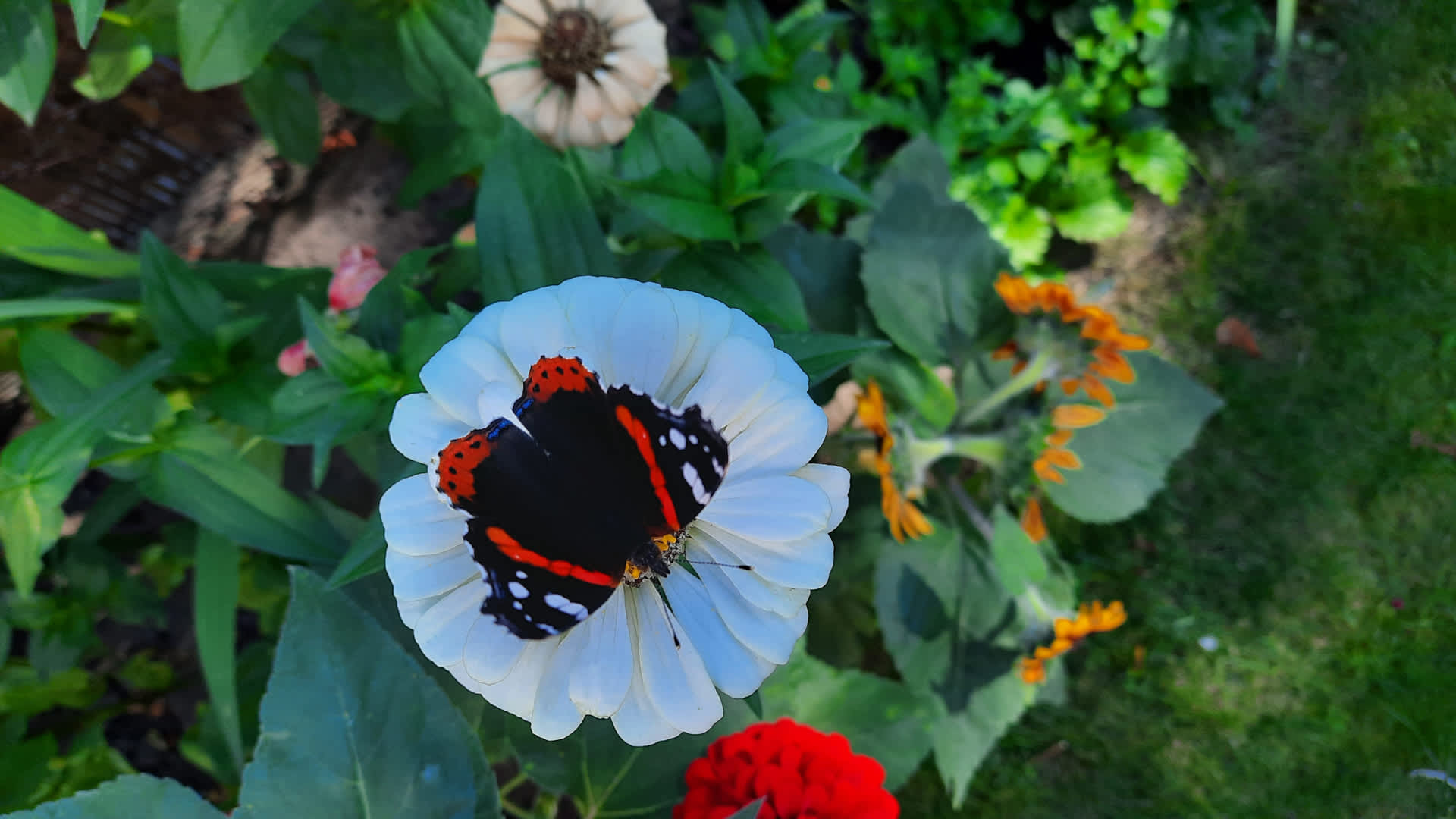 Black and red butterfly resting on a white flower surrounded by green leaves and colorful blooms in a garden.