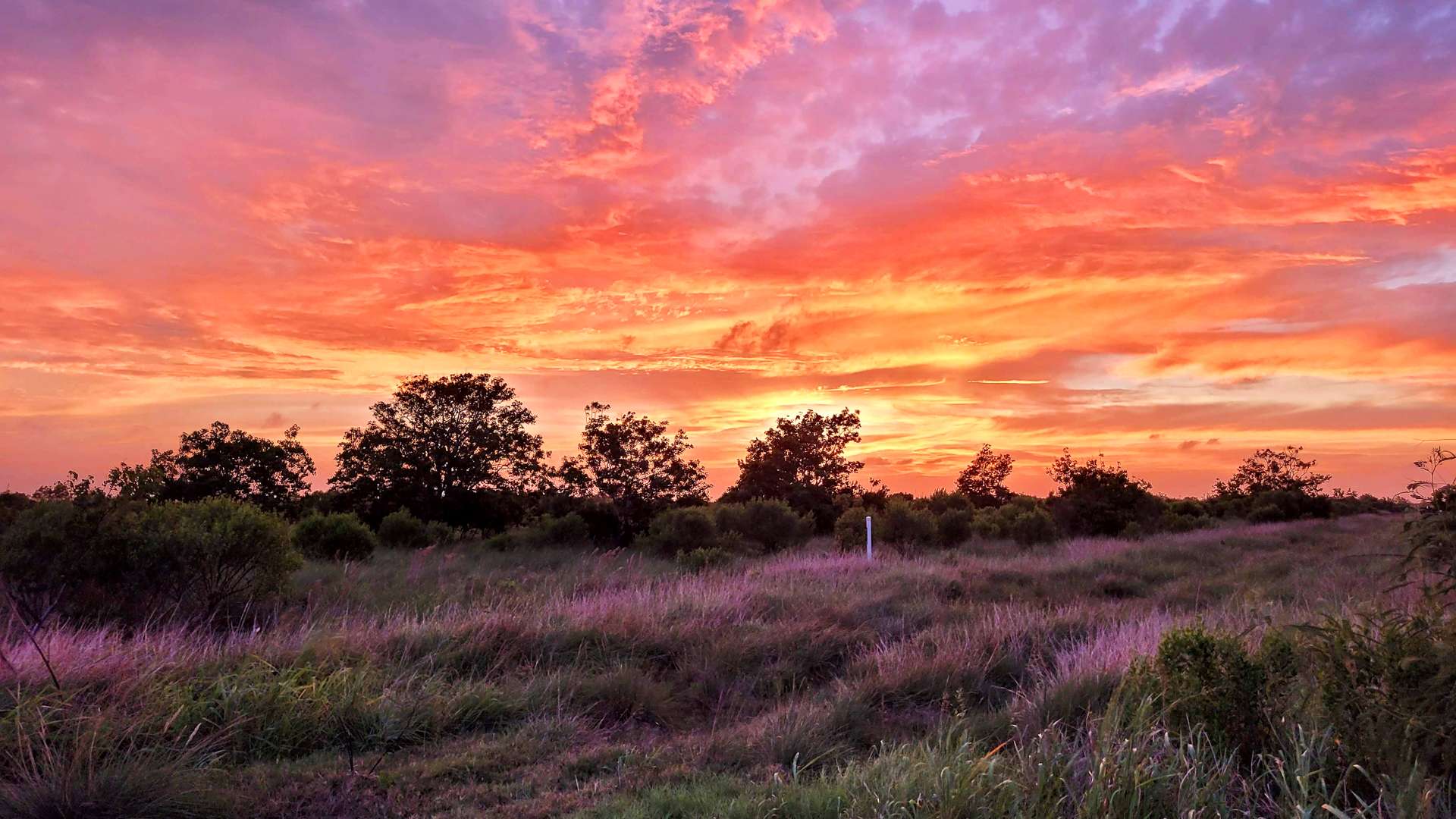 Vibrant sunset with orange and purple clouds over grassy field and scattered trees.