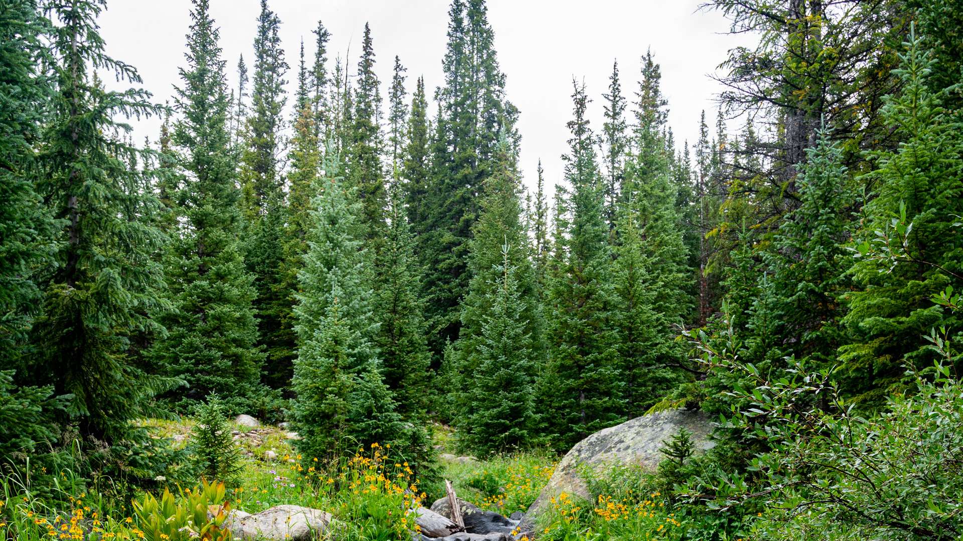 Dense evergreen forest with tall pine trees, scattered yellow wildflowers, and a rocky stream flowing through the foreground.