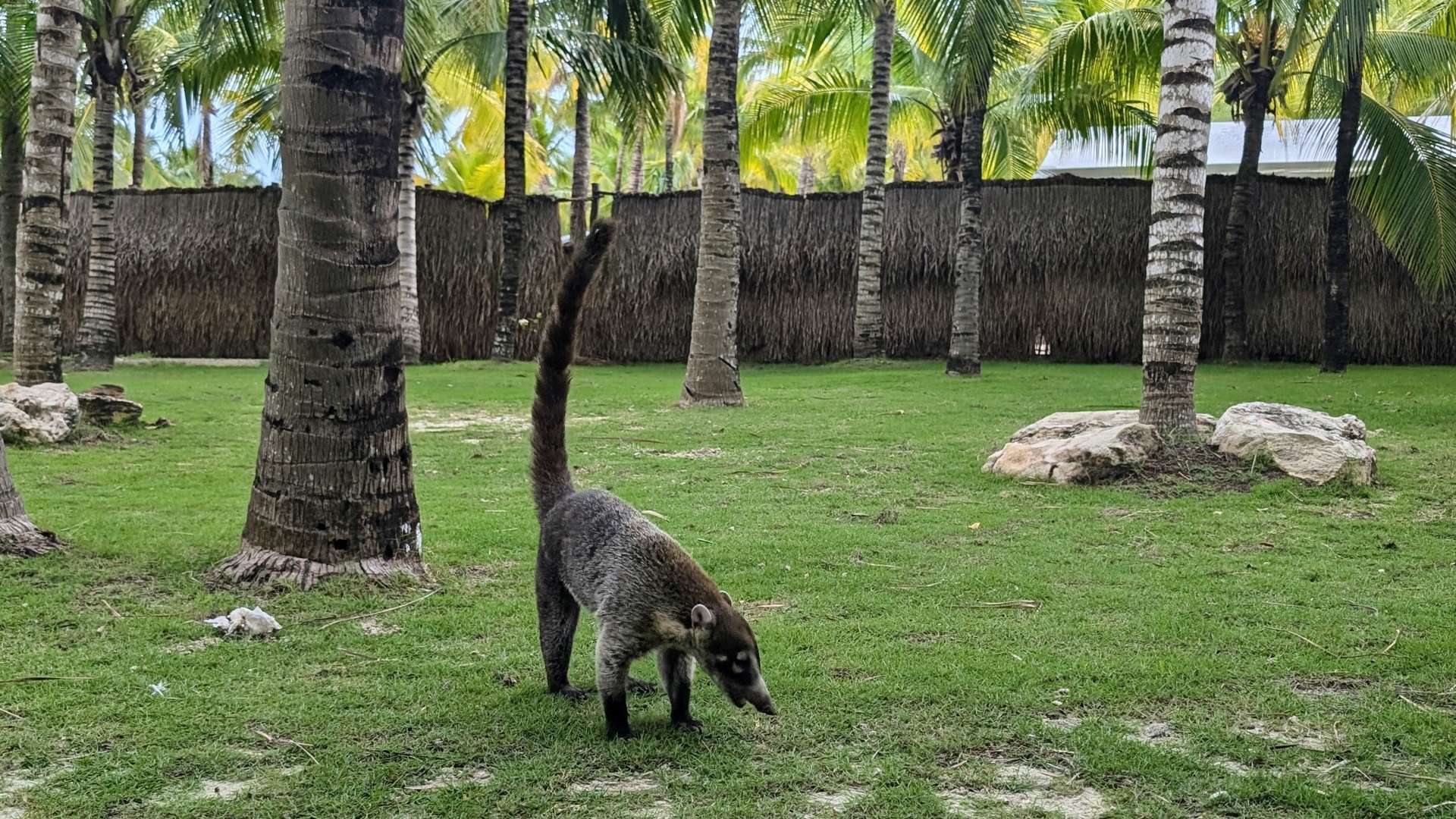 Coati walking on green grass in a tropical area with palm trees and a thatched fence in the background.