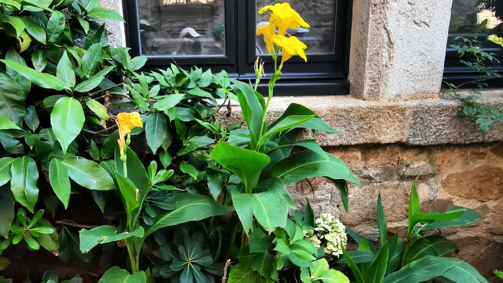 Yellow flowers growing among green foliage beside a stone wall and window with black frame.