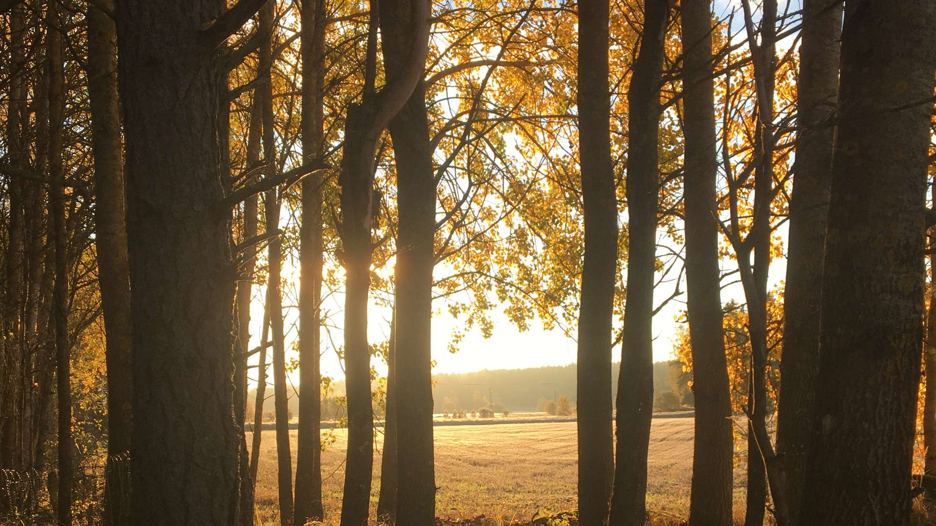 Sunlight shining through tall trees with golden autumn leaves, overlooking an open field under a clear sky.