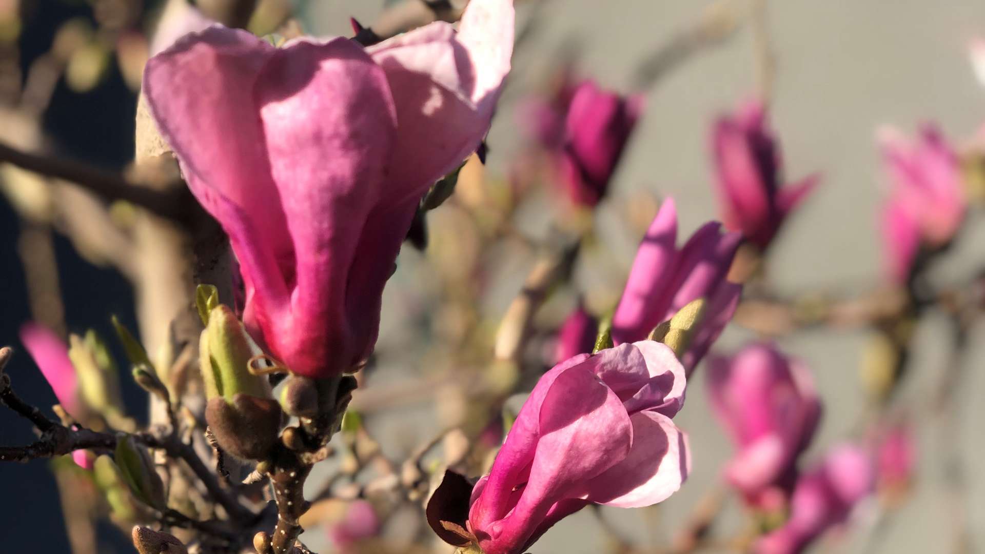 Close-up of pink magnolia blossoms on tree branches with soft sunlight highlighting petals against a blurred background.