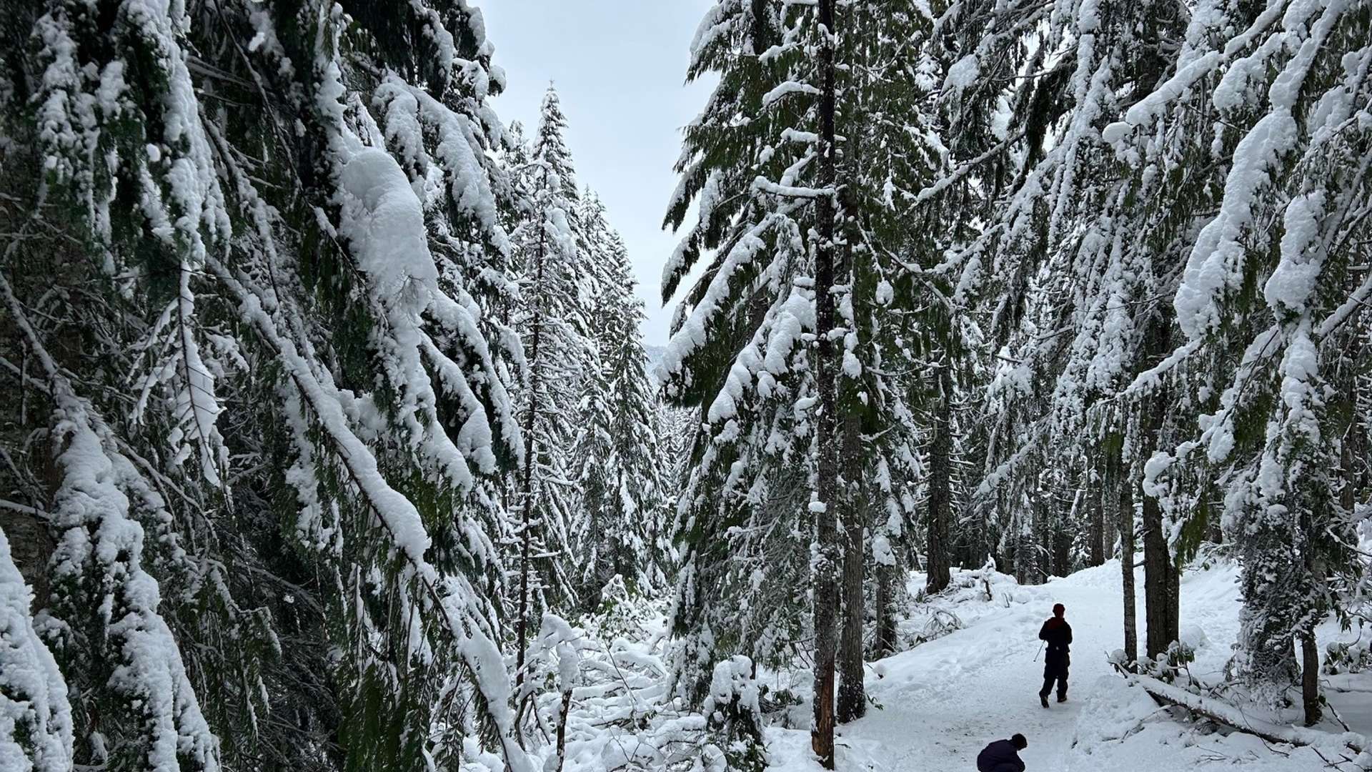   Snow-covered evergreen trees lining a forest trail with two people walking through the winter landscape.