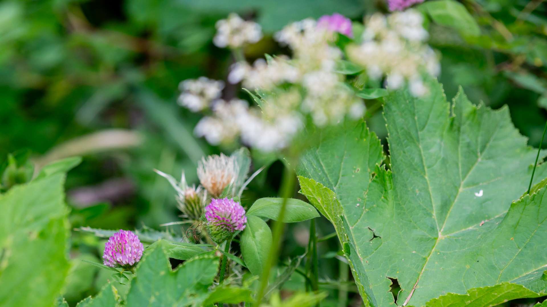 Wildflowers with purple blooms and large green leaves growing among white blossoms in a forest setting.