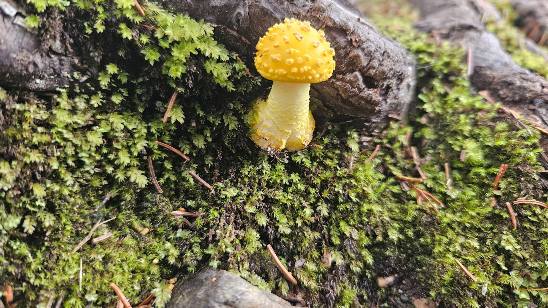 Bright yellow mushroom with textured cap growing on moss-covered forest floor near tree roots.