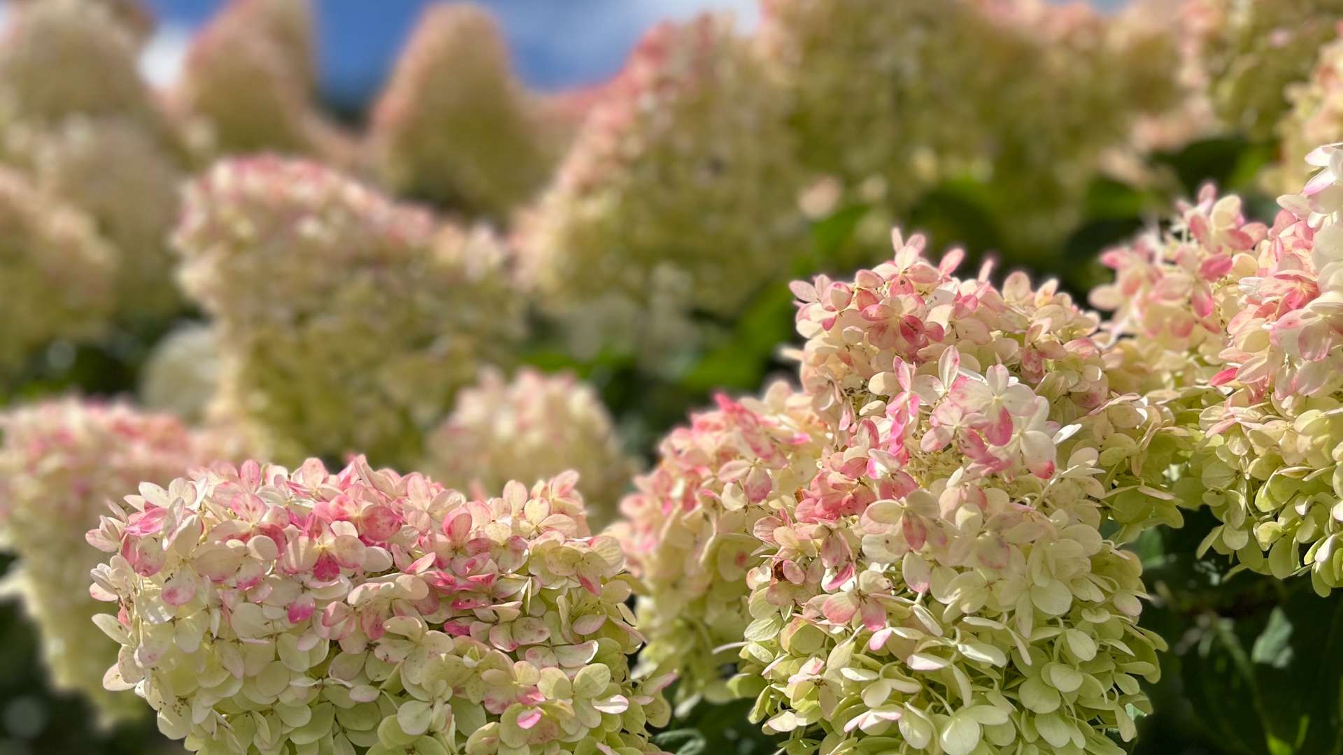   Close-up of pale pink and cream hydrangea flower clusters in full bloom under a bright blue sky.