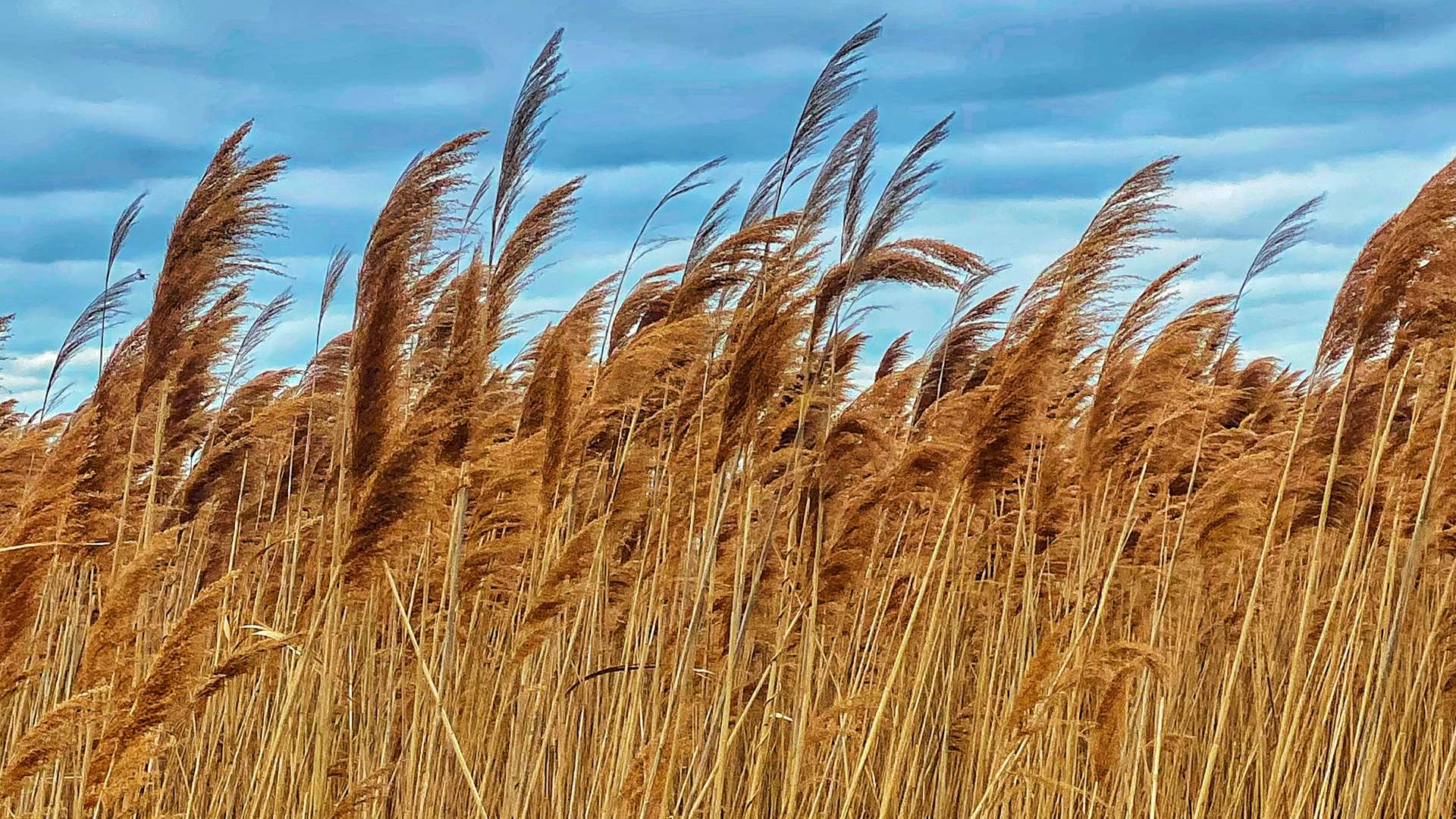   Tall golden reeds swaying in the wind under a cloudy blue sky in a natural wetland setting.