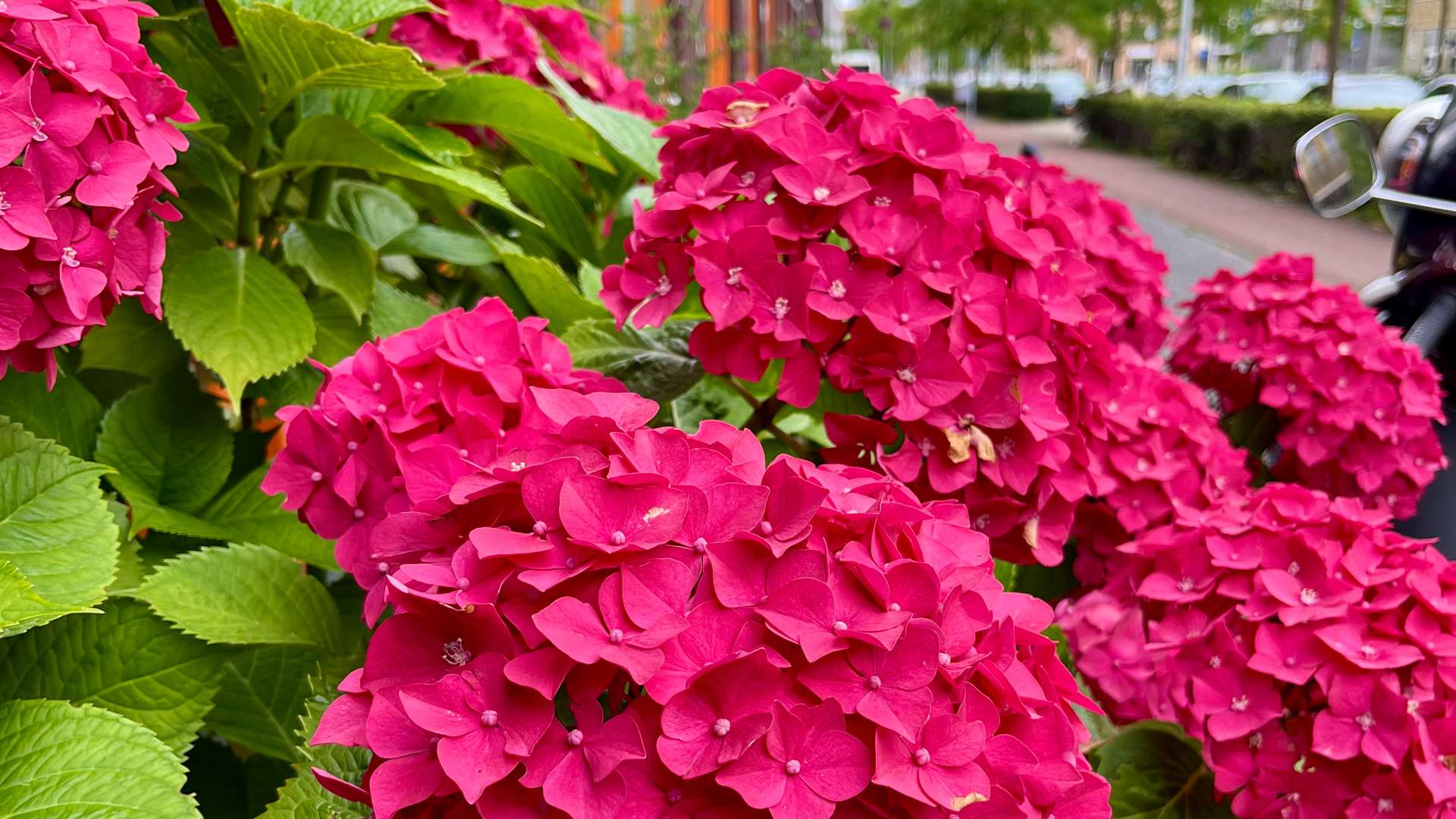Bright pink hydrangea flowers in full bloom along a city sidewalk with green leaves and buildings in the background.