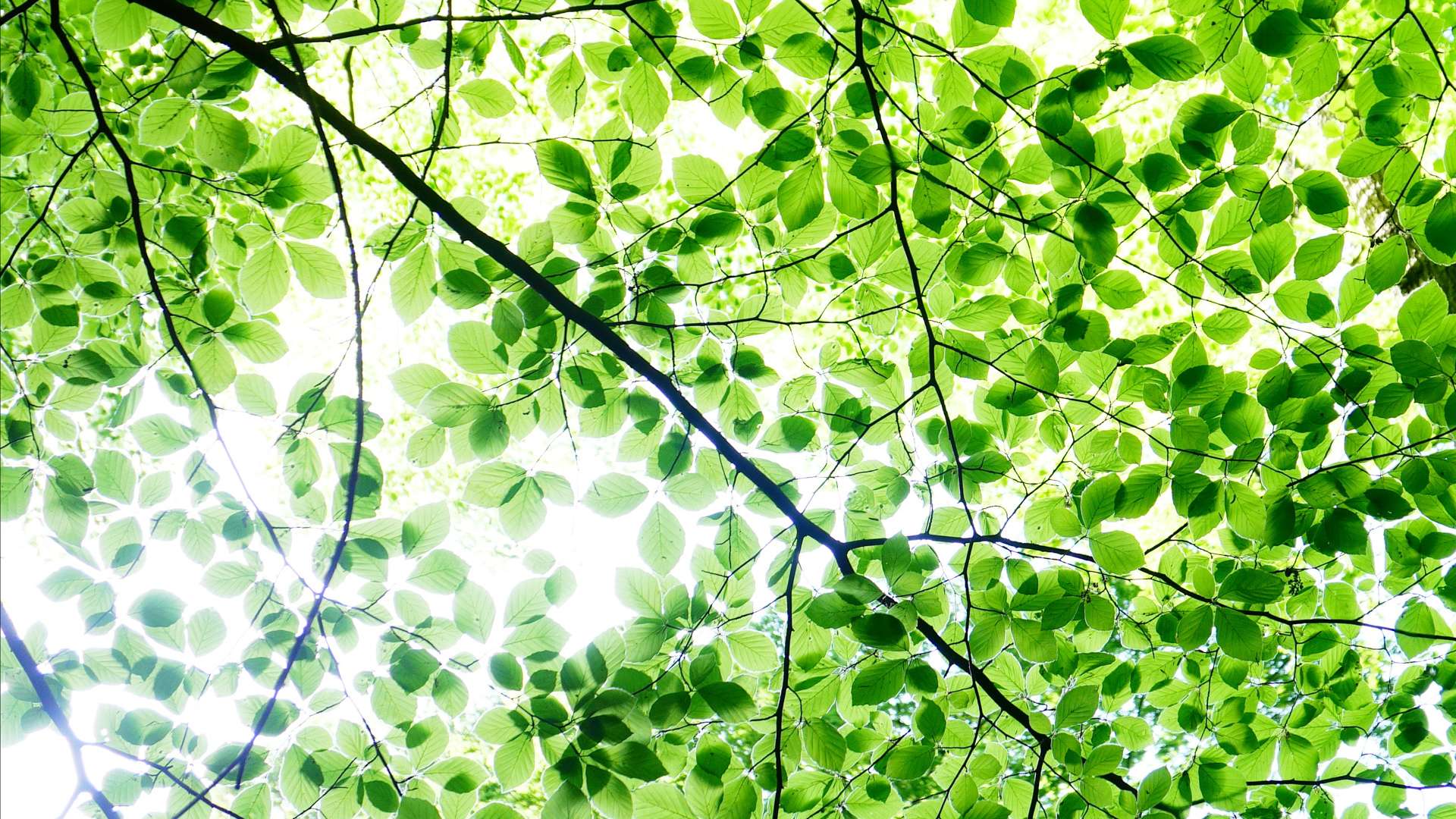 View looking up through a canopy of bright green leaves with sunlight filtering through thin branches.
