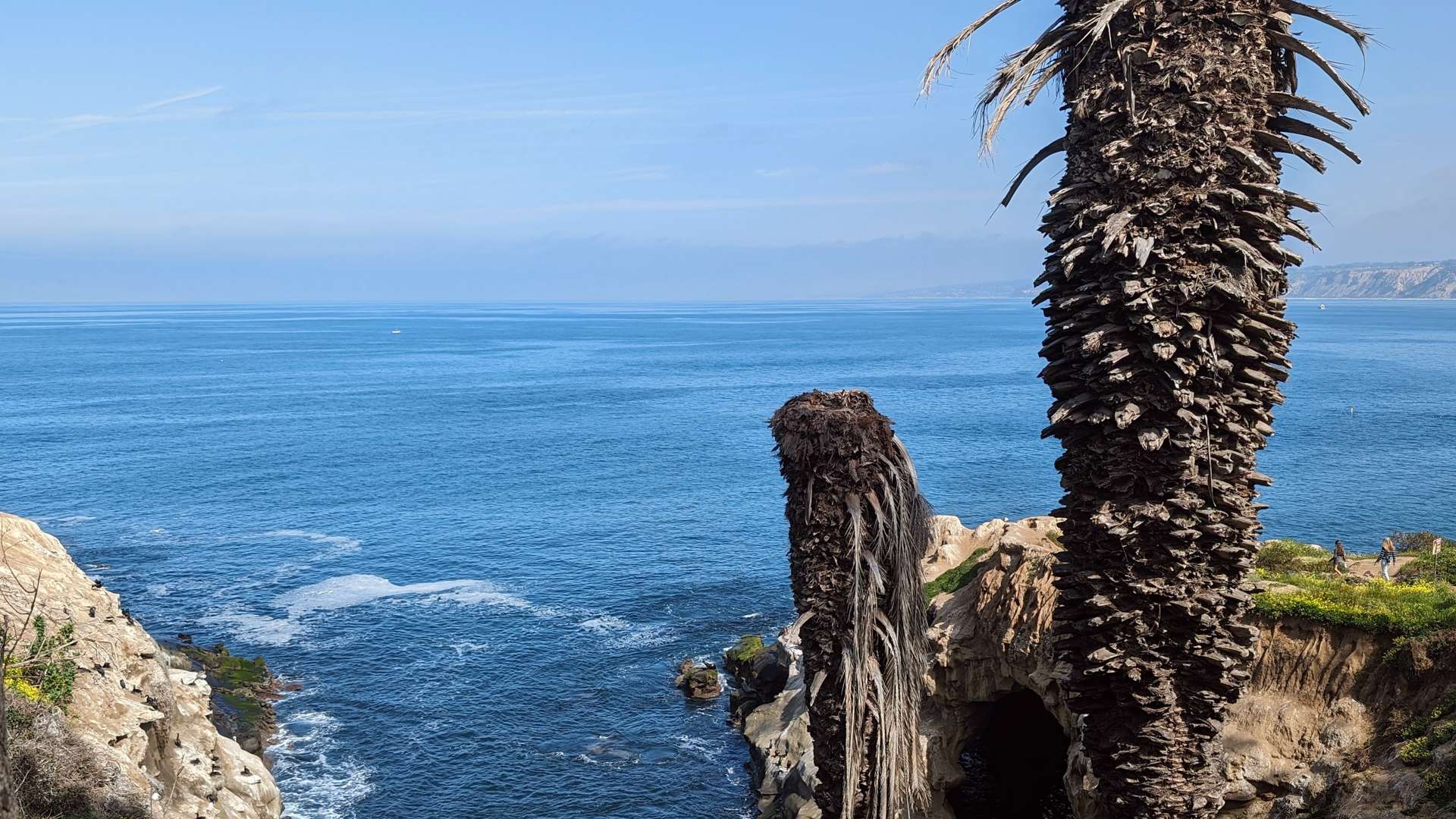Rocky coastal cliffs with two tall, weathered palm trees overlooking the deep blue ocean under a clear sky.