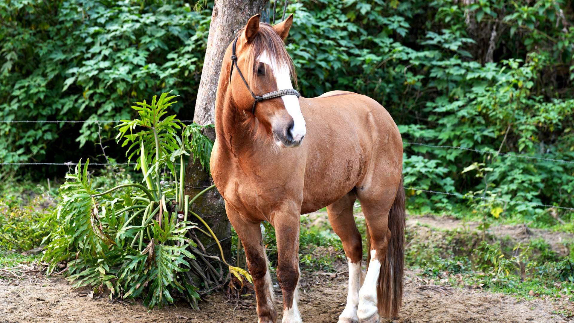   Brown horse with white markings standing near a tree in a green forest setting.
