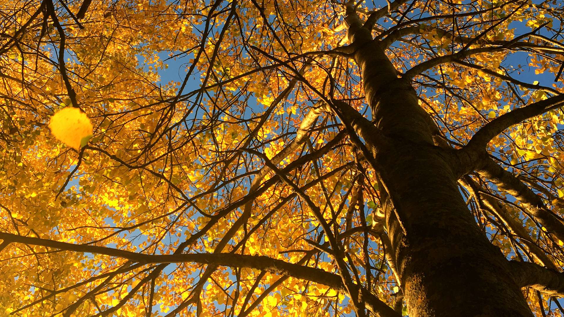 View looking up at tree branches covered in bright yellow autumn leaves against a clear blue sky.