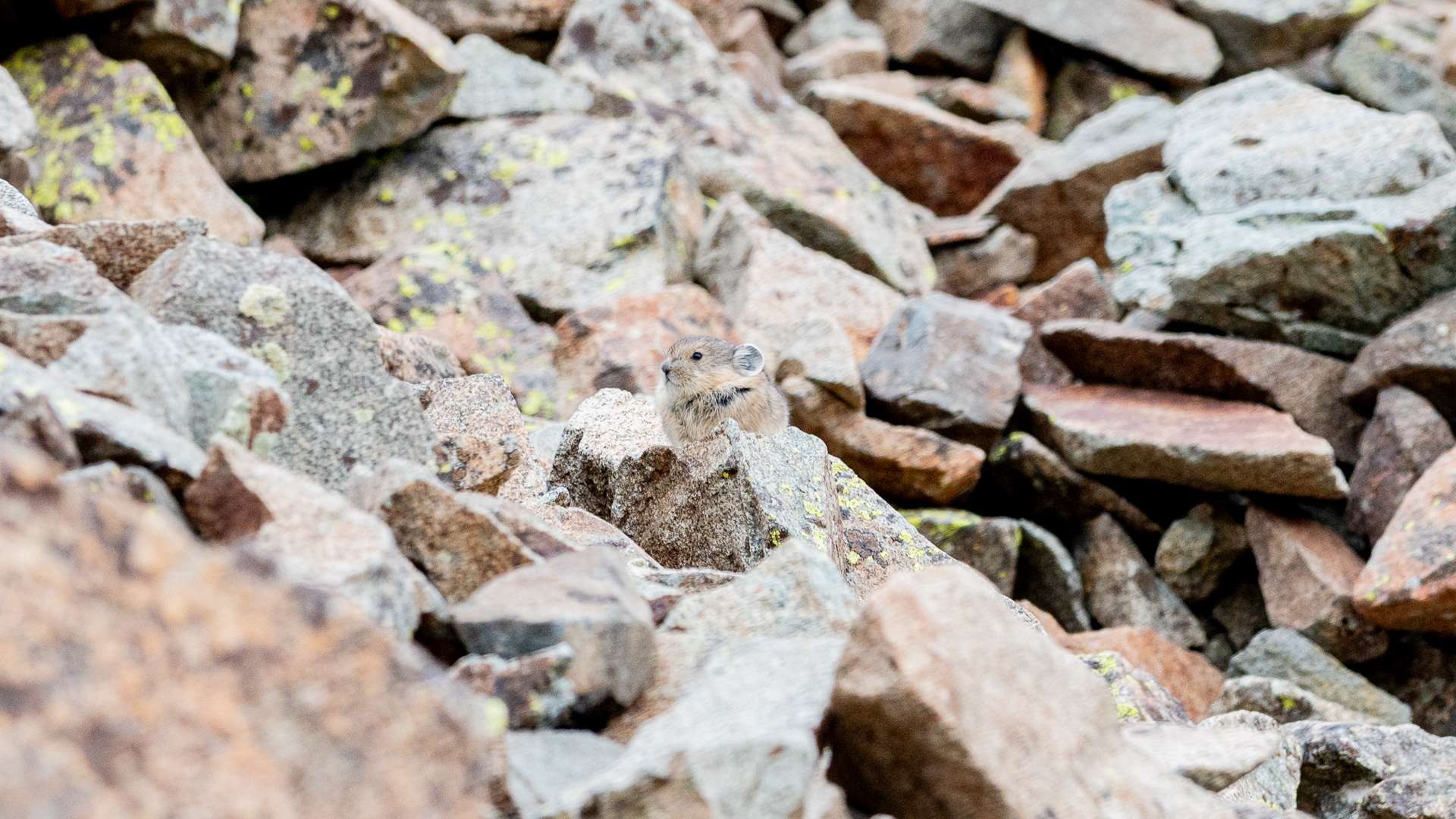 Small pika sitting among gray and brown rocky terrain in a mountainous area.