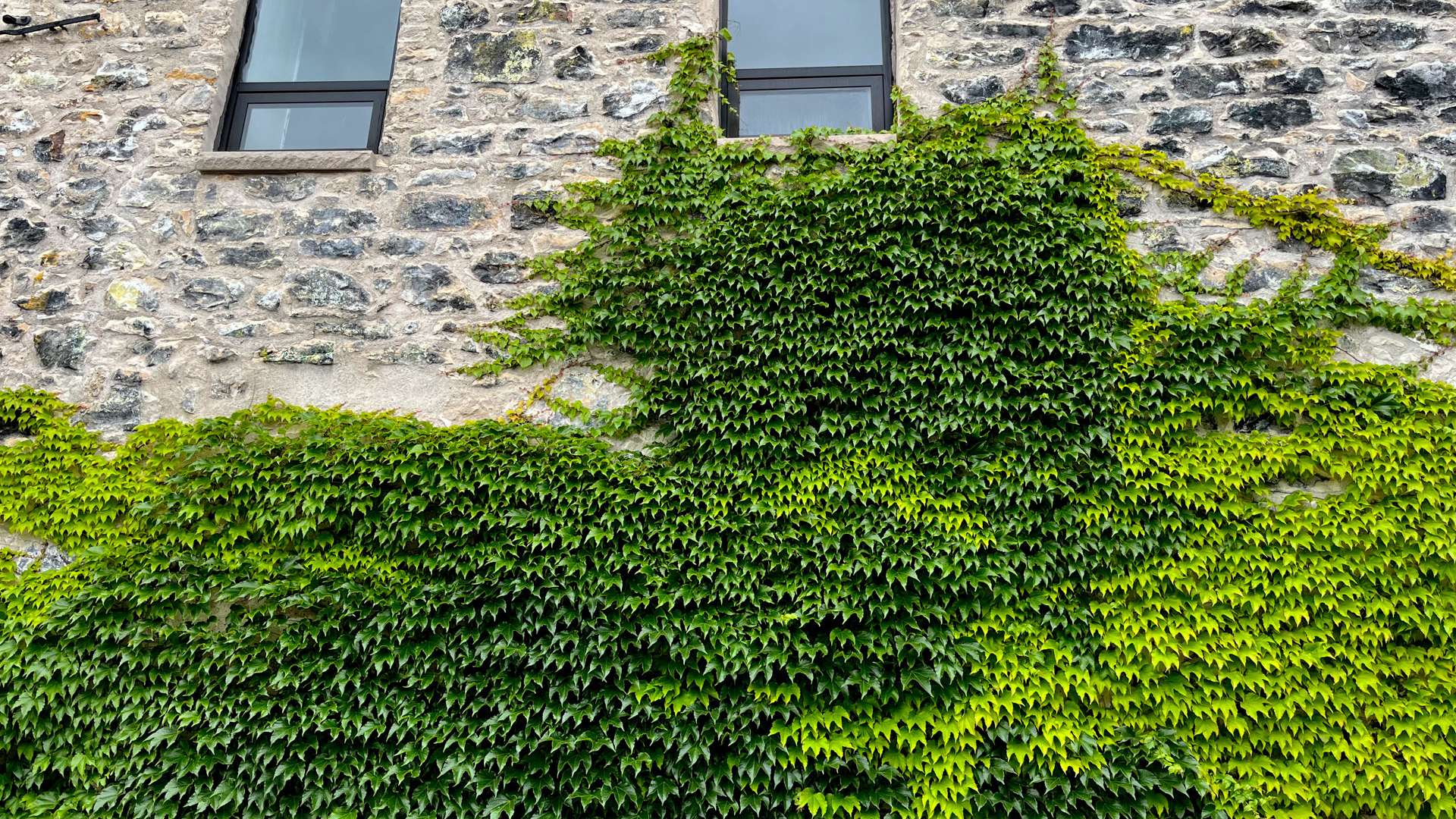 Stone building wall with two windows partially covered by dense green ivy climbing upward.