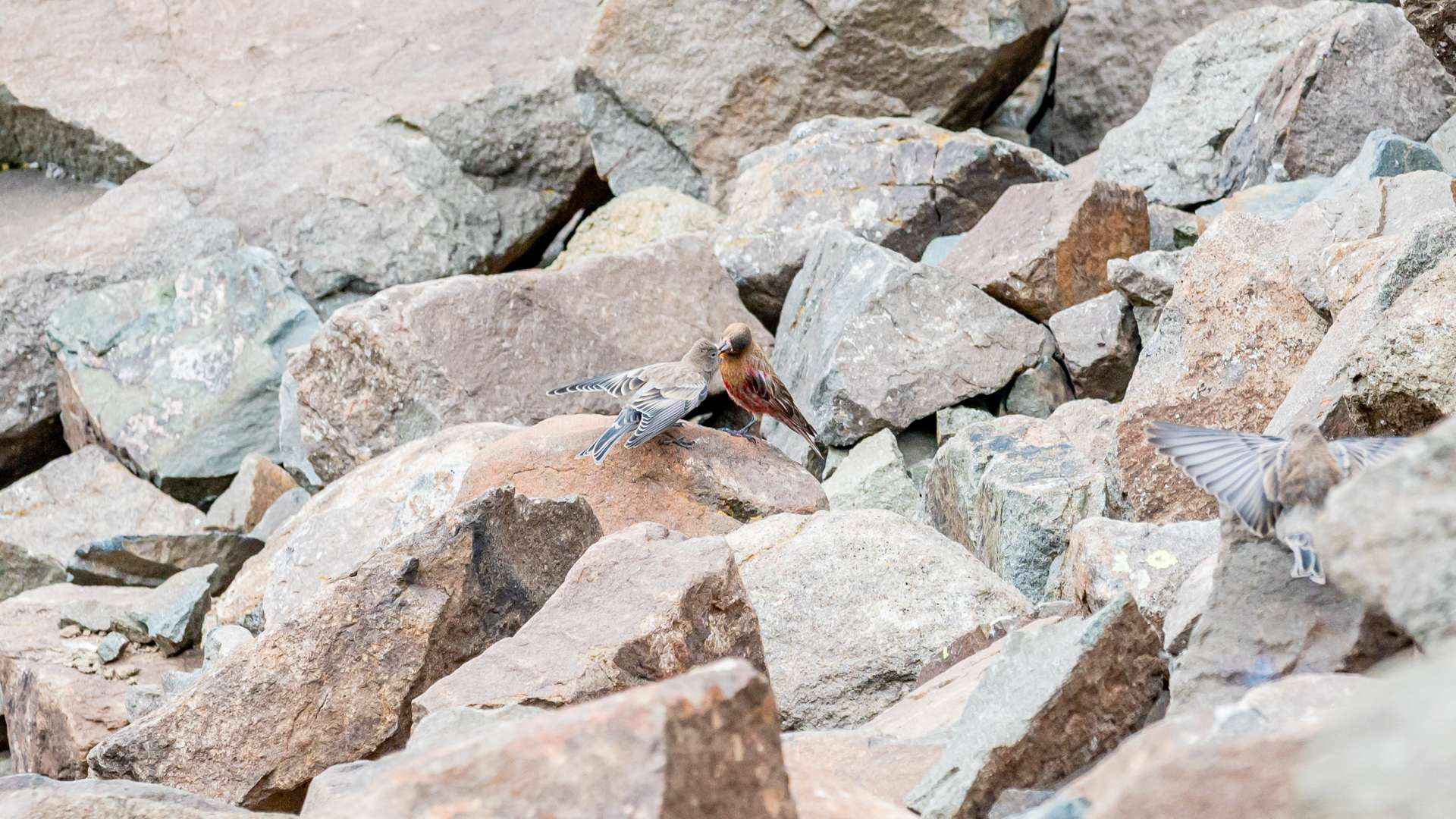 Two small birds perched on gray and brown rocks in a rocky mountain slope.
