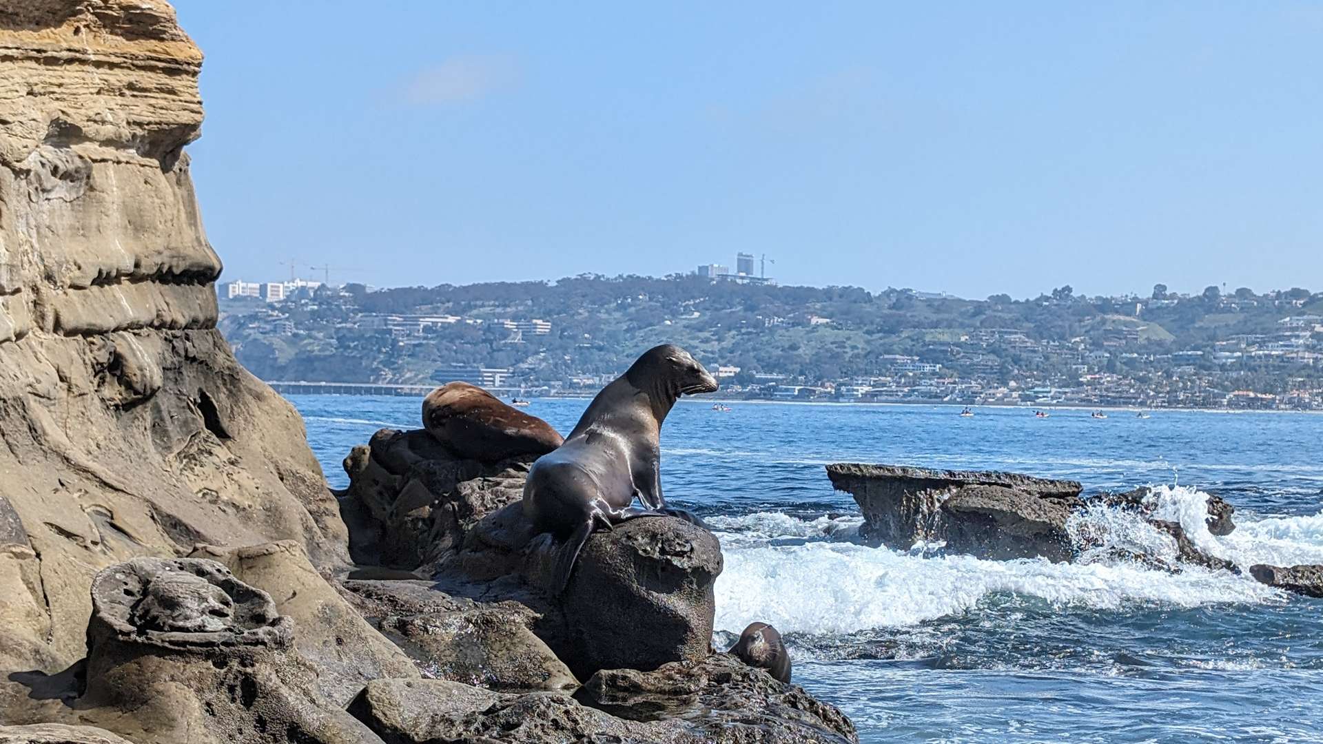 Sea lion resting on rocky shoreline with ocean waves and coastal cityscape in the background under a clear blue sky.